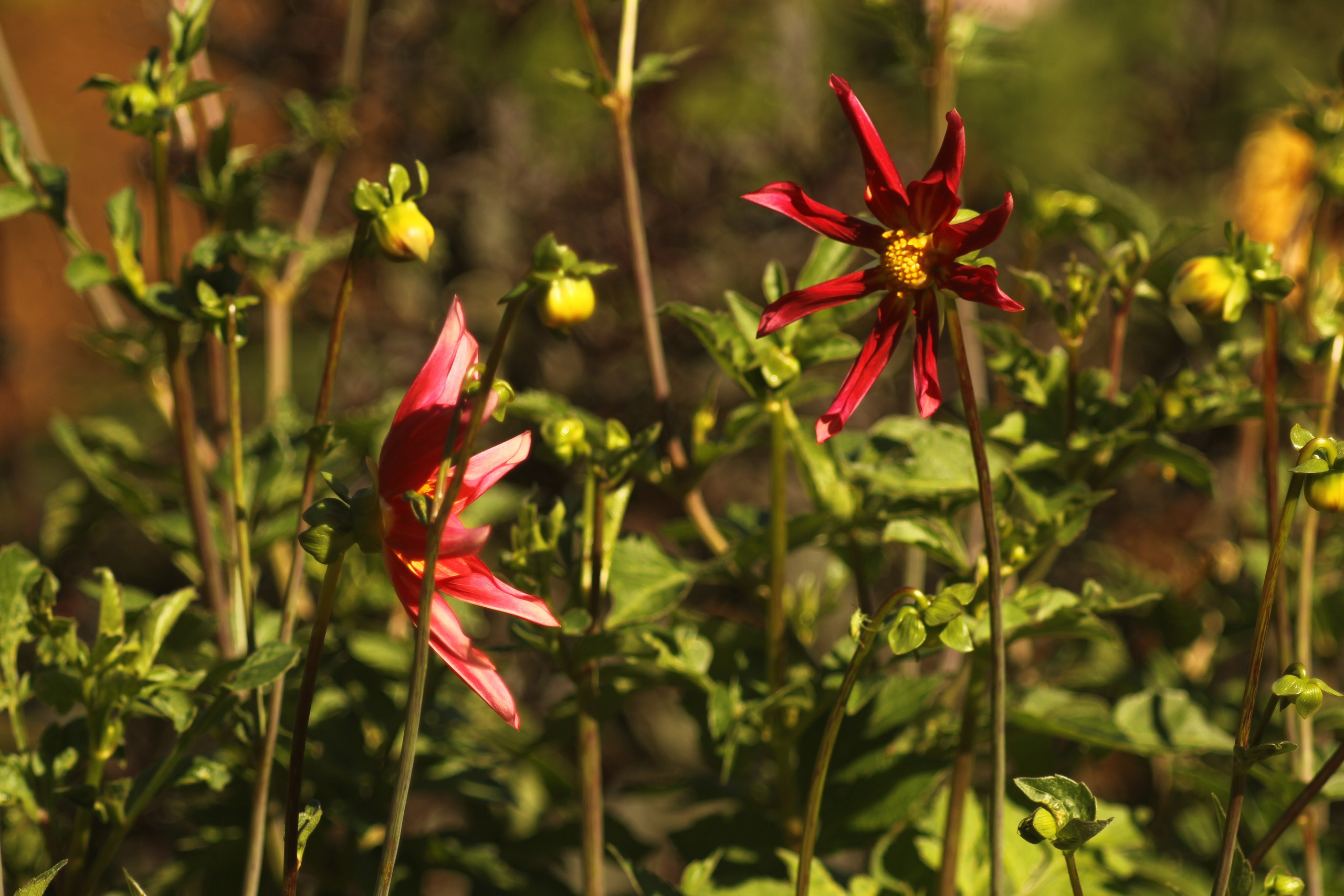 Цветочный импрессионизм. Сайт фотографа Виталия Дени