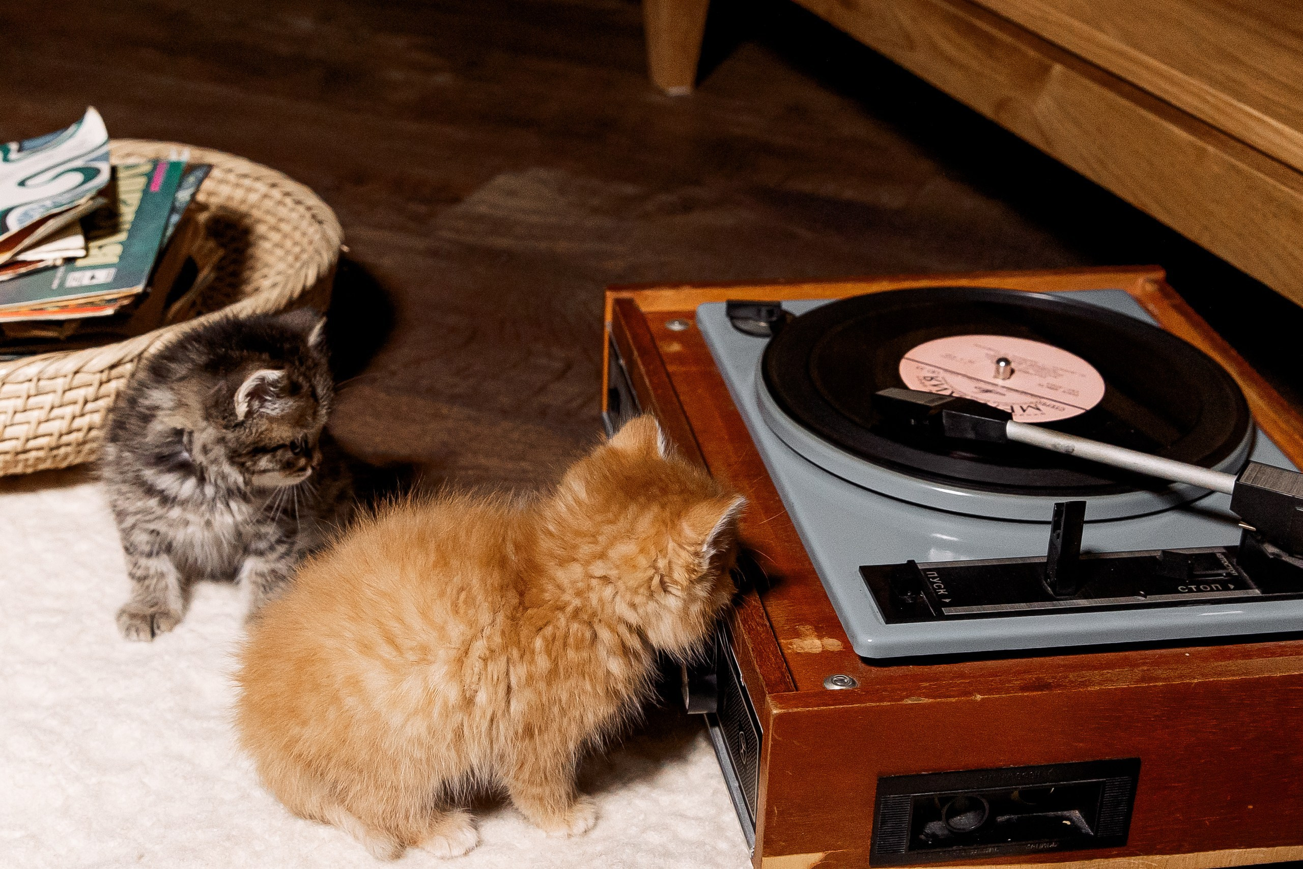 Эдуард и Дарья с сыновьями. Свадебный и семейный фотограф в Челябинске Юлия Ишимова