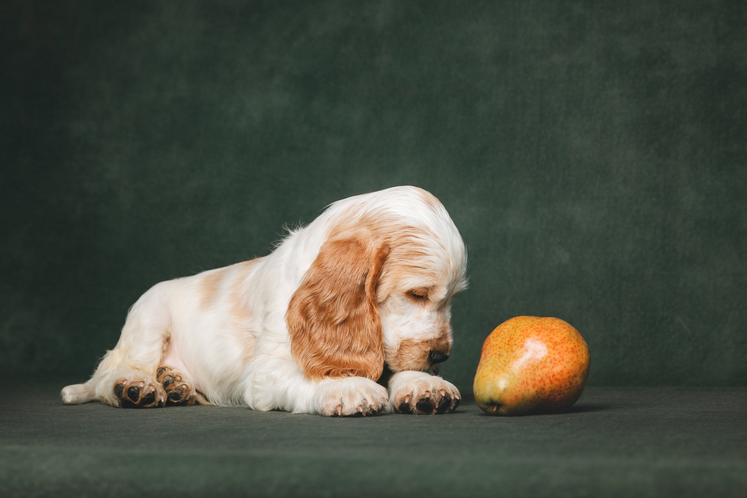 Английские коккер-спаниели. Фотограф анималист Осипчикова Мария