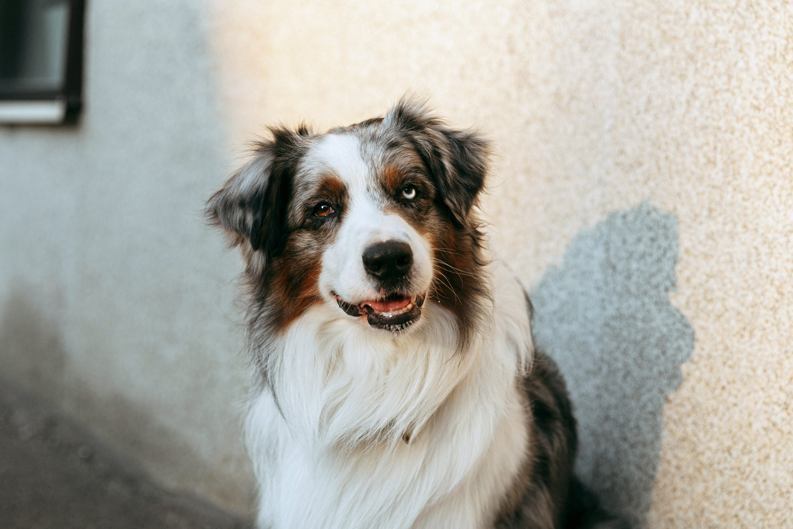 Лена и Принц. Фотограф-анималист в Москве Соломонова Варвара