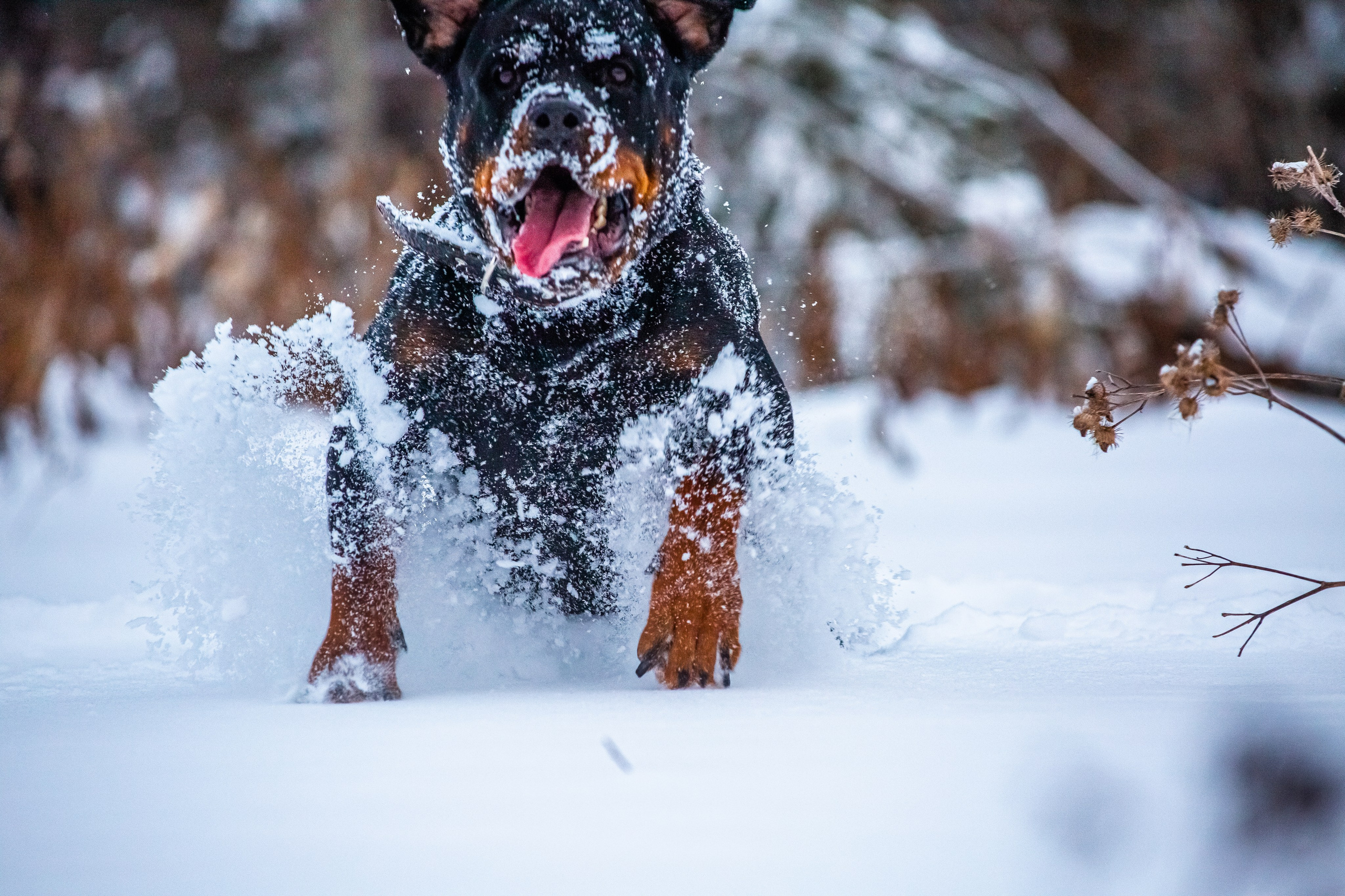 Животные. Авторские туры с профессиональным фотографом
