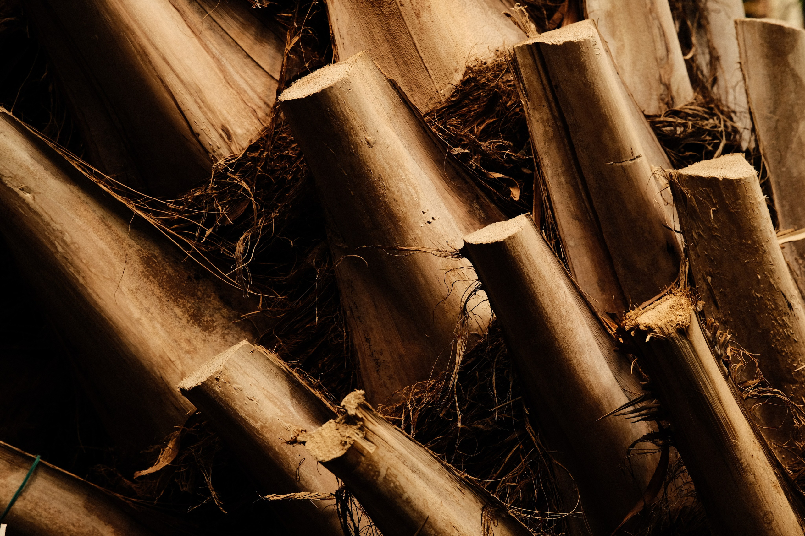 Аптекарский огород. Фотограф-любитель из Кирова Андрей Погребняк