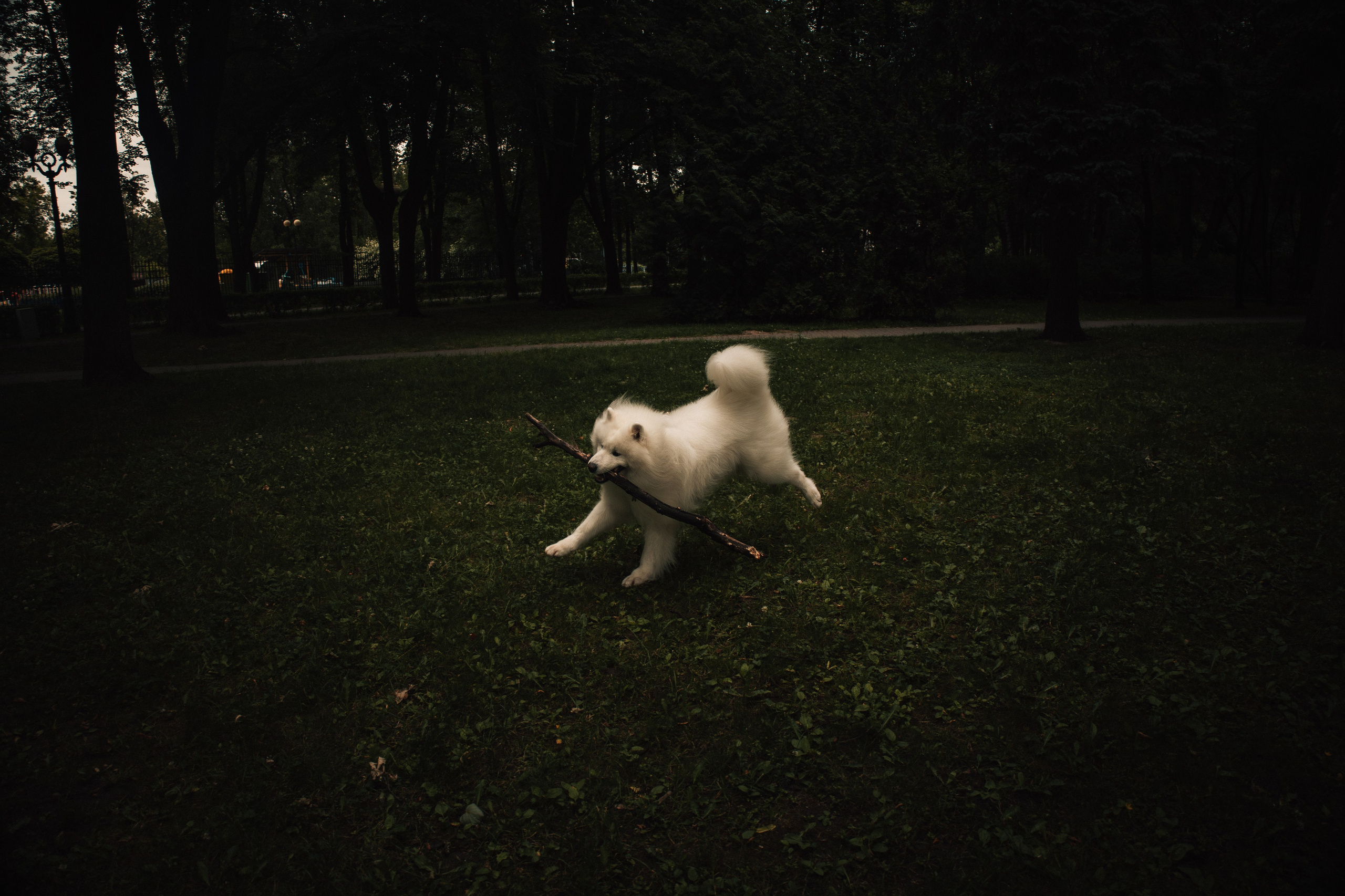 Прогулочная фотосессия девушки в парке с собакой самоедом. Фотограф-анималист в Москве Екатерина Тихонова