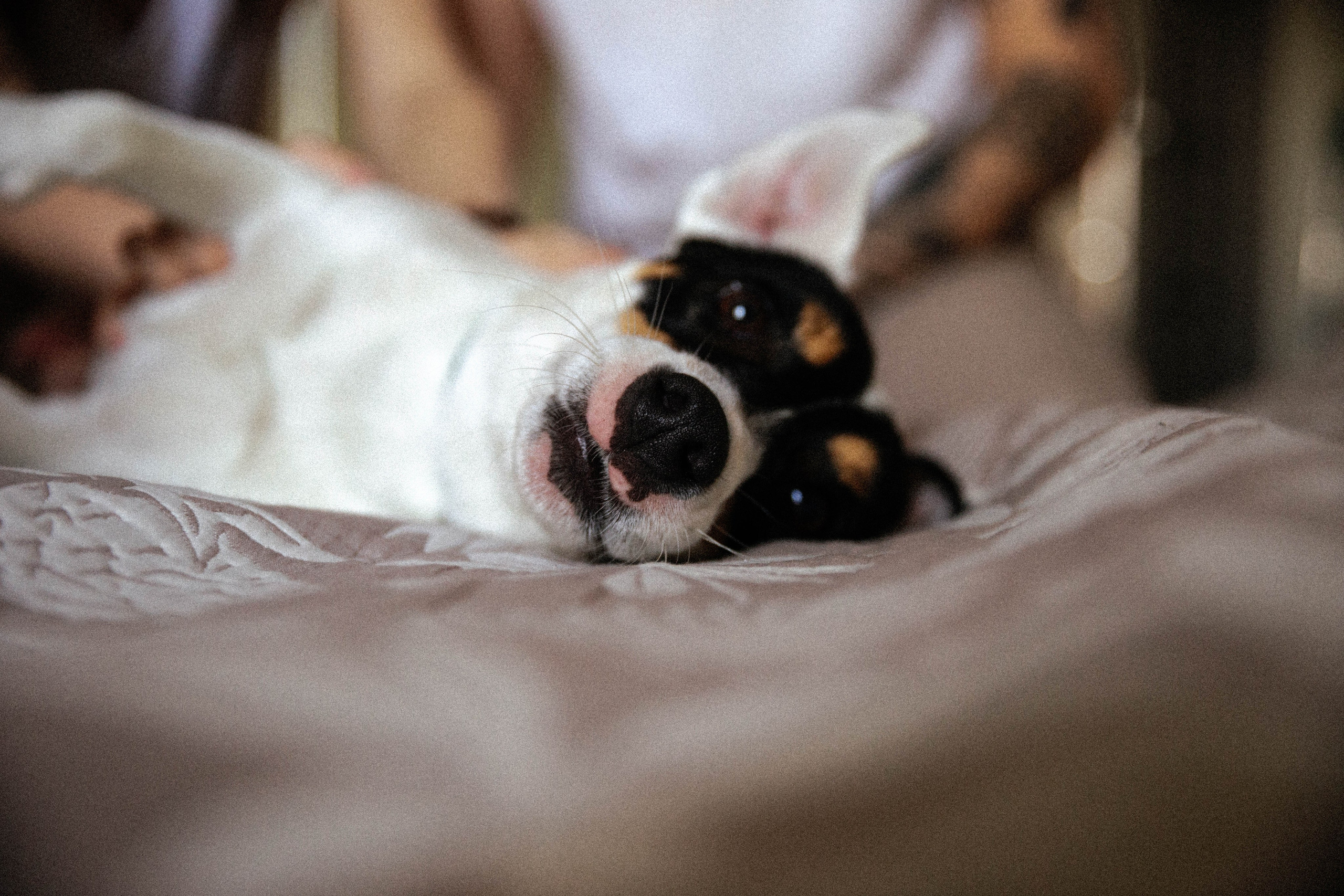Дарья и Егор. Свадебный и семейный фотограф в Челябинске
