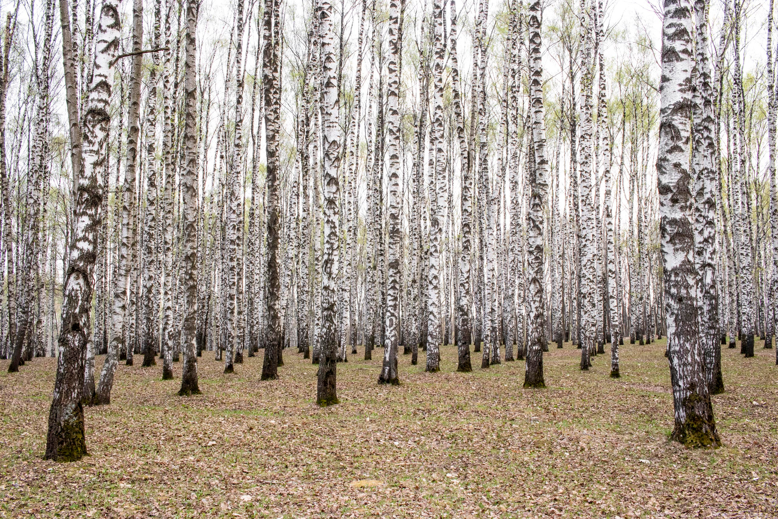 100 фотографий. Артём Линейцев, фотограф