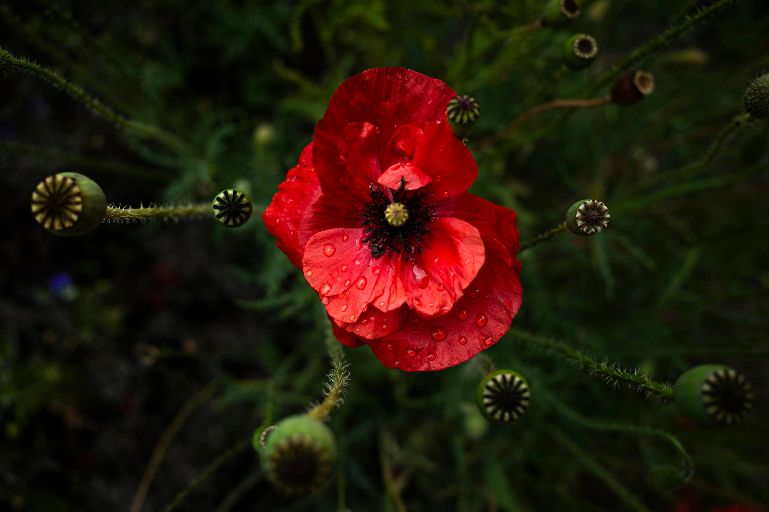 100 фотографий. Артём Линейцев, фотограф