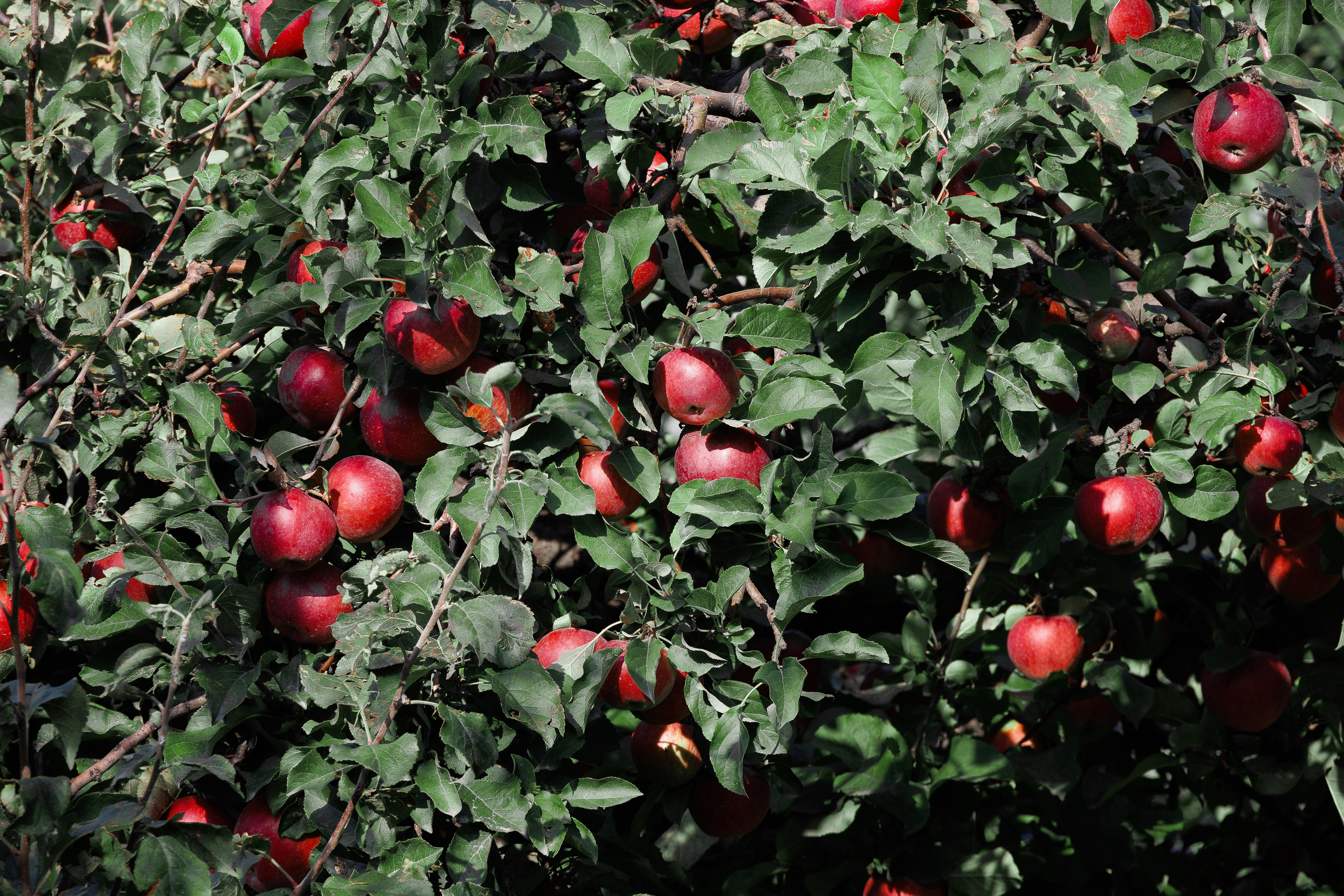 Кыргызстан | travel-репортаж. Портретный фотограф Москва | Елена Столиванова