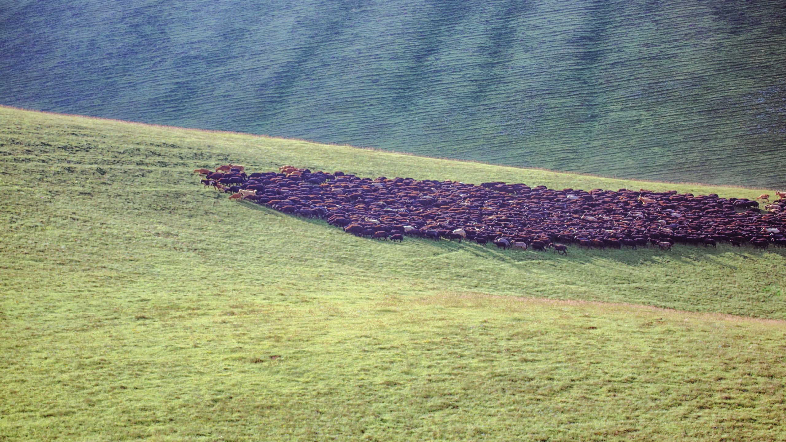 Стадо перегоняют в горах Карачаево -Черкессии