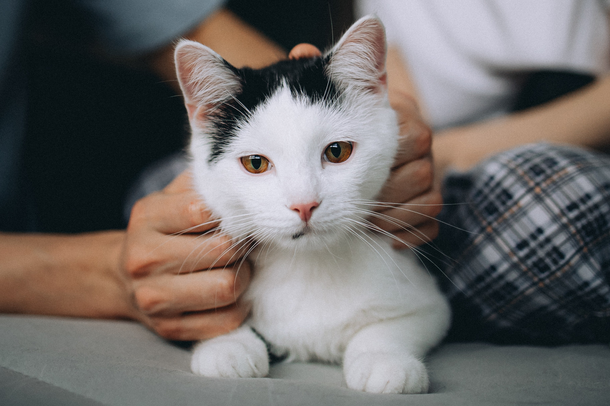 Рыся, Кепа и их семья