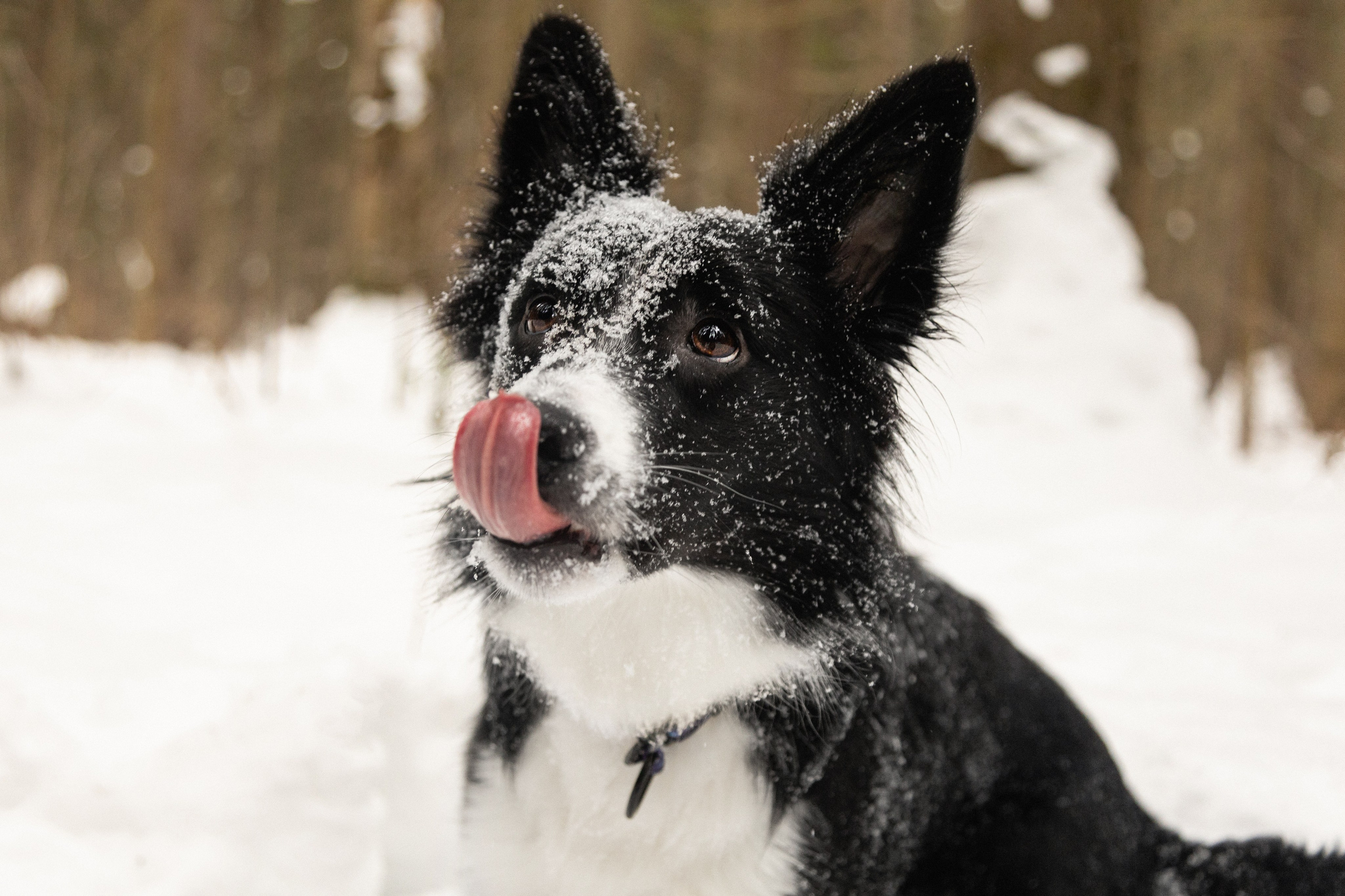 Бордер колли Ривия. Htykk_photo