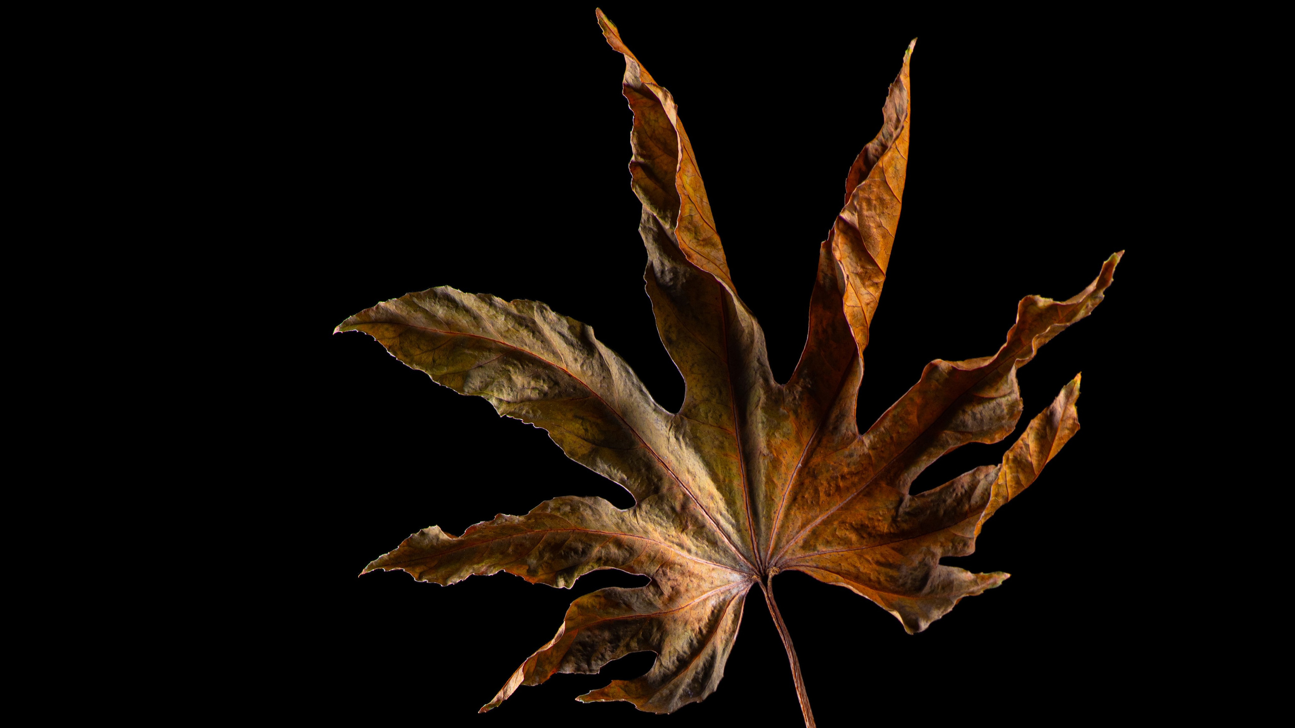 Сухой лист цветка на чёрном фоне с удивительной подсветкой