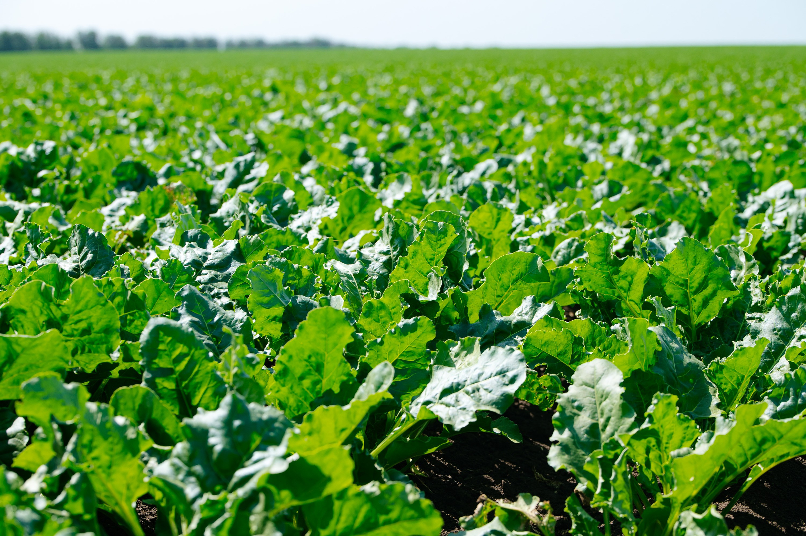 День поля. Главная