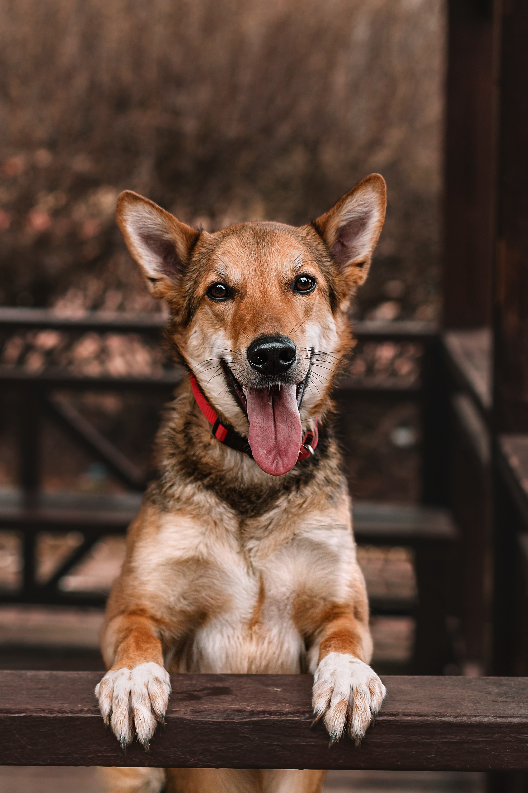 Трэвис и Валли 2024. Фотограф-анималист Татьяна Степанова