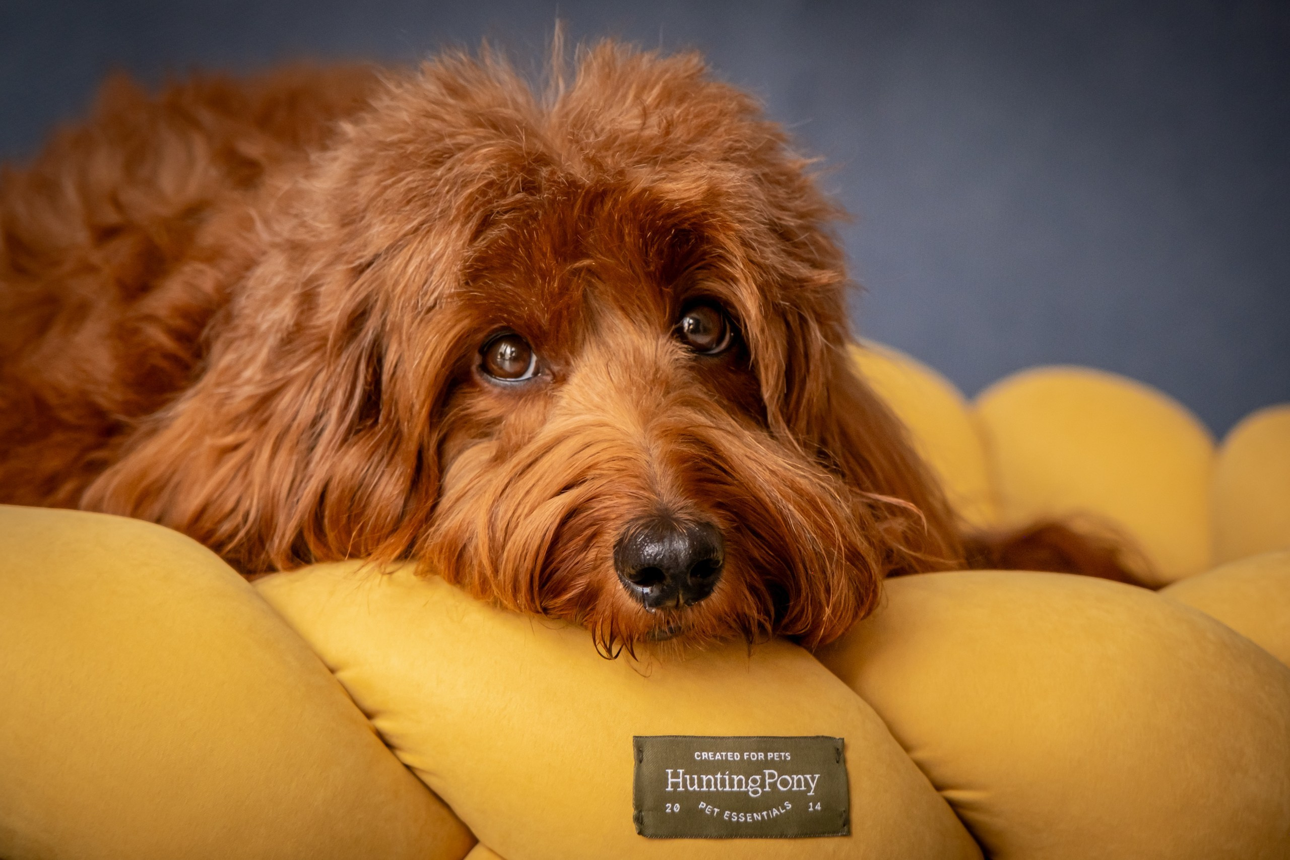 Съёмка для рекламы лакомства для собак (для Марии)!. Зоофотограф, фотограф животных в Москве и области Дина Дамоцева