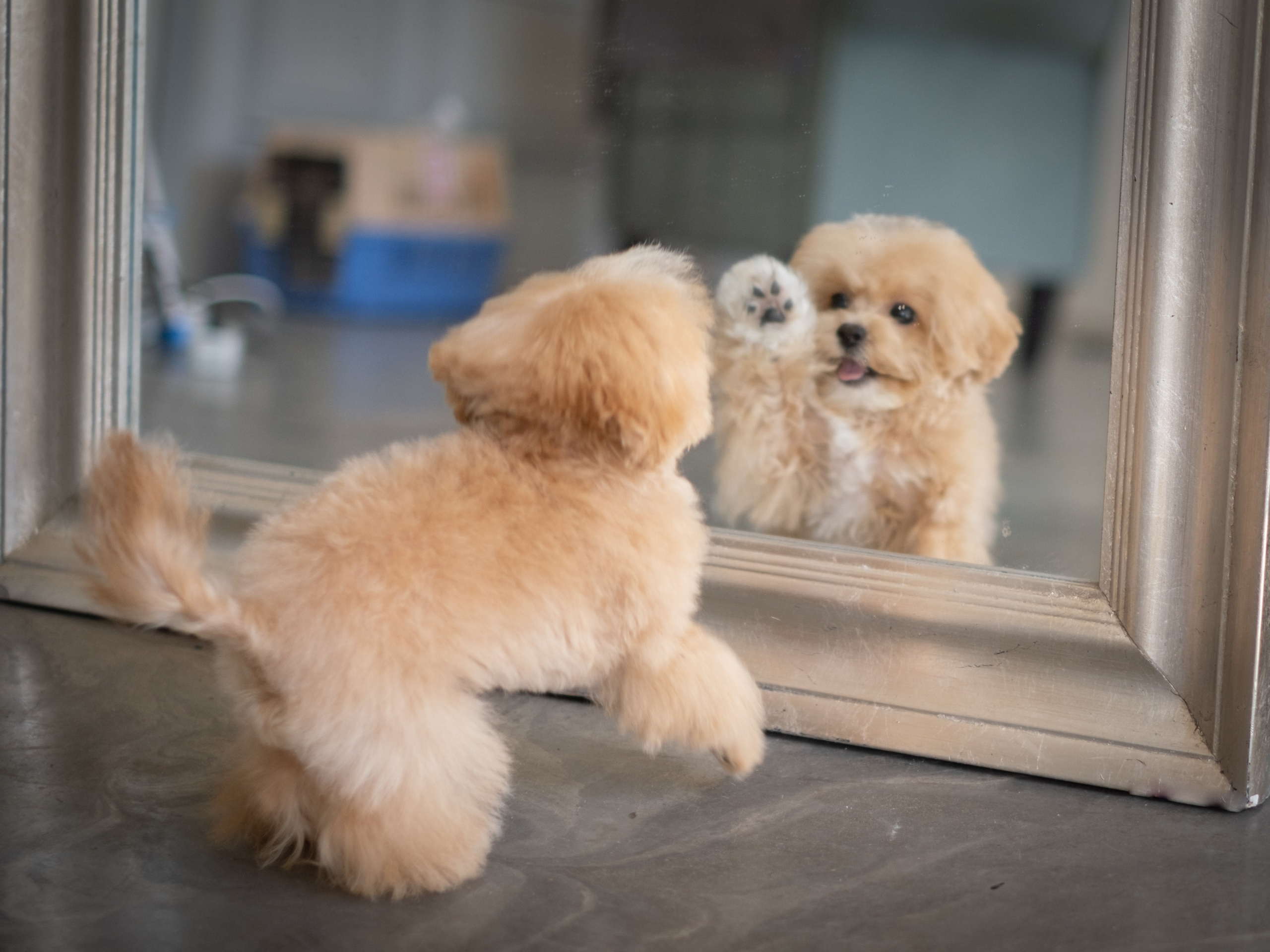 Весёлые пудель и мальтипу для Романа!. Зоофотограф, фотограф животных в Москве и области Дина Дамоцева