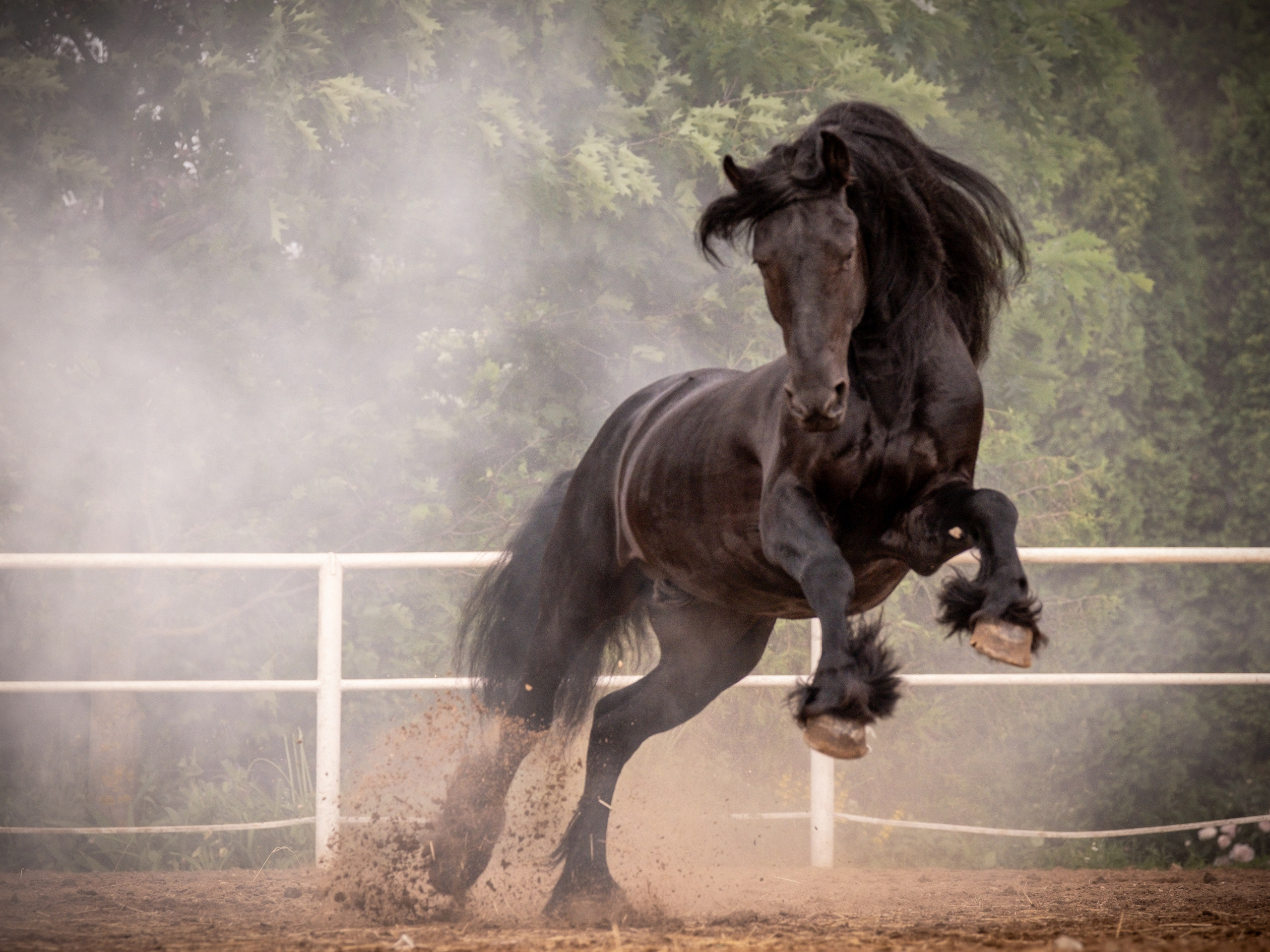 Жеребец фризской породы. Зоофотограф, фотограф животных в Москве и области Дина Дамоцева