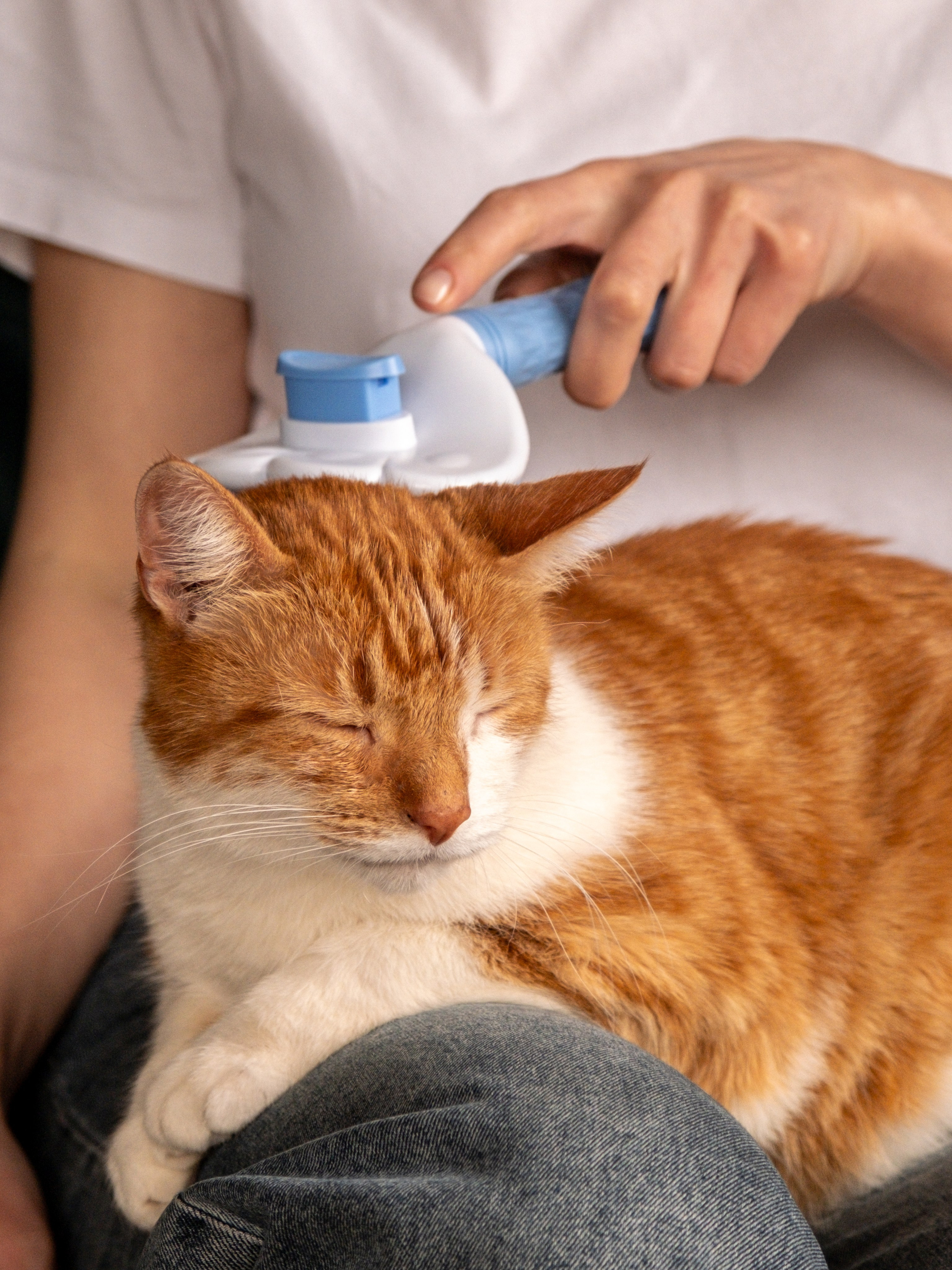 Пуходерка и ролик для очистки одежды для Александра!. Зоофотограф, фотограф животных в Москве и области Дина Дамоцева