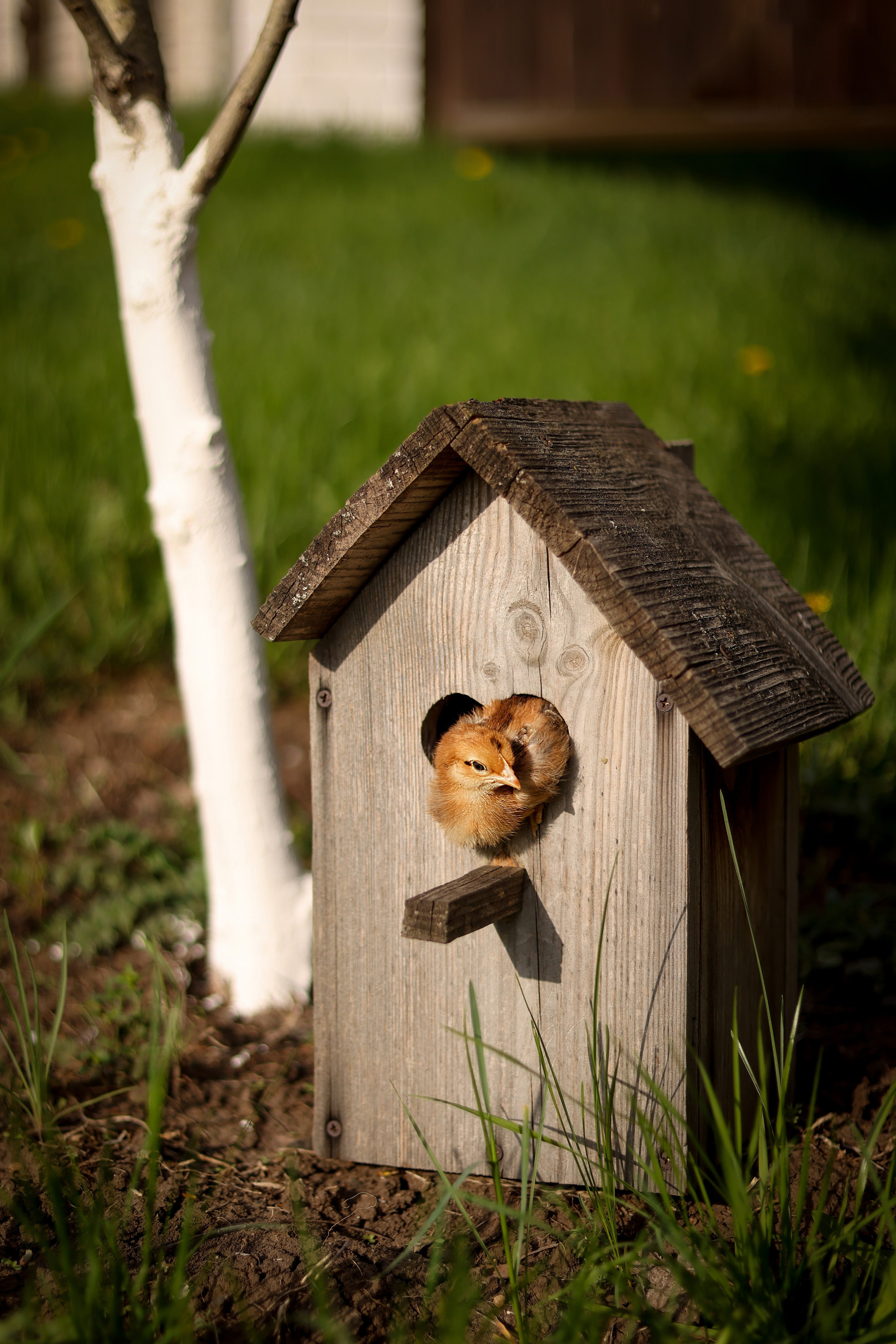 Съёмки с животными. Фотограф в Самаре
