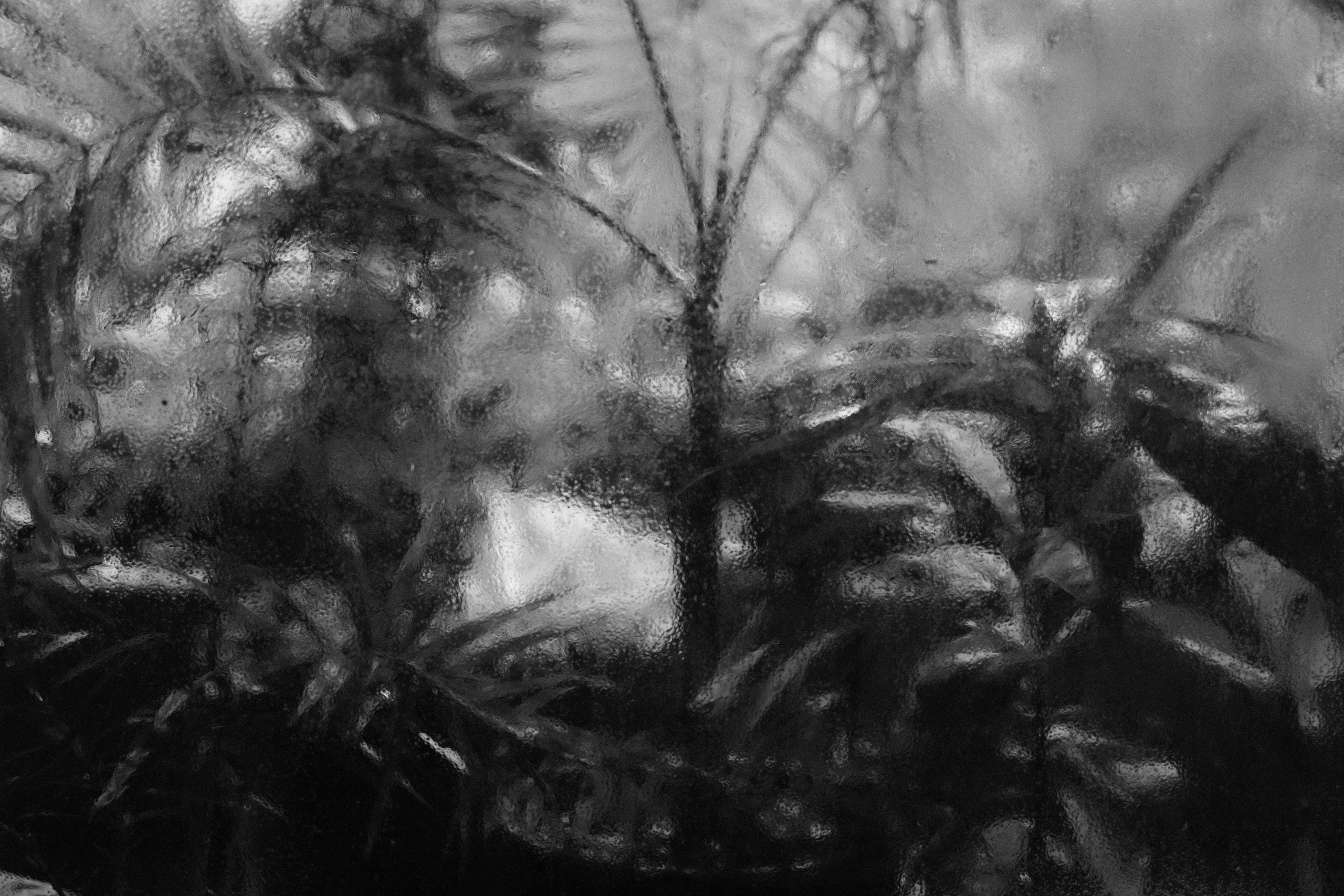 Аптекарский огород. Профессиональный фотограф в Москве Захар Ишутин