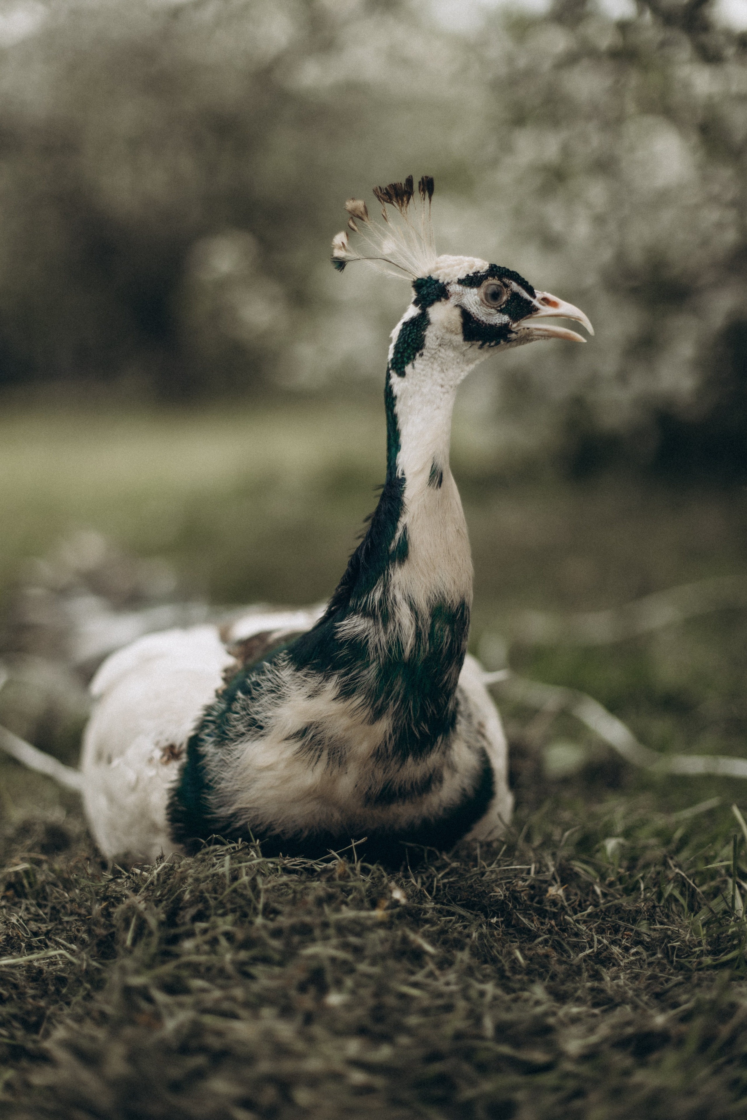 Анастосия. Kolomenskaia Kseniia Family photographer