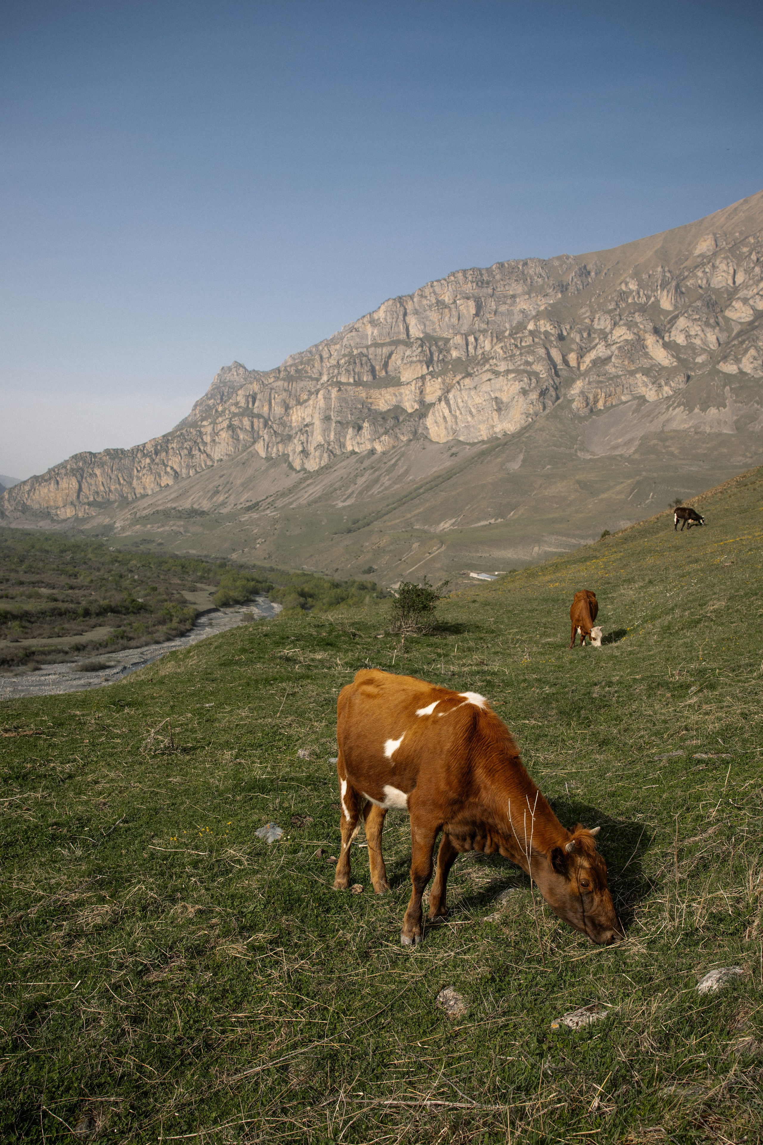 Тур, Осетия. Фотограф Эдуарда Титанян