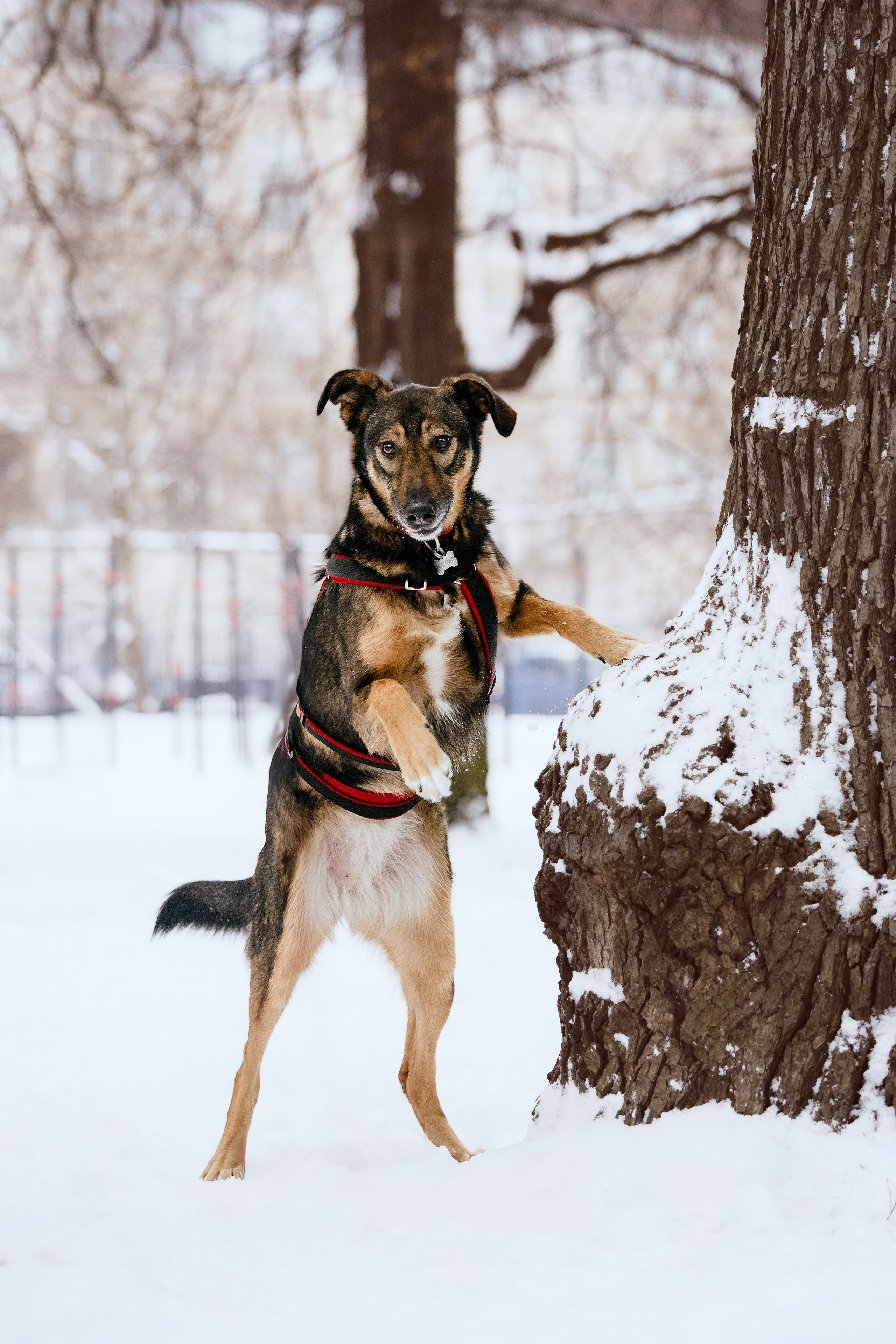 Собаки из приюта Дубовая роща зима. Фотограф-анималист Татьяна Степанова