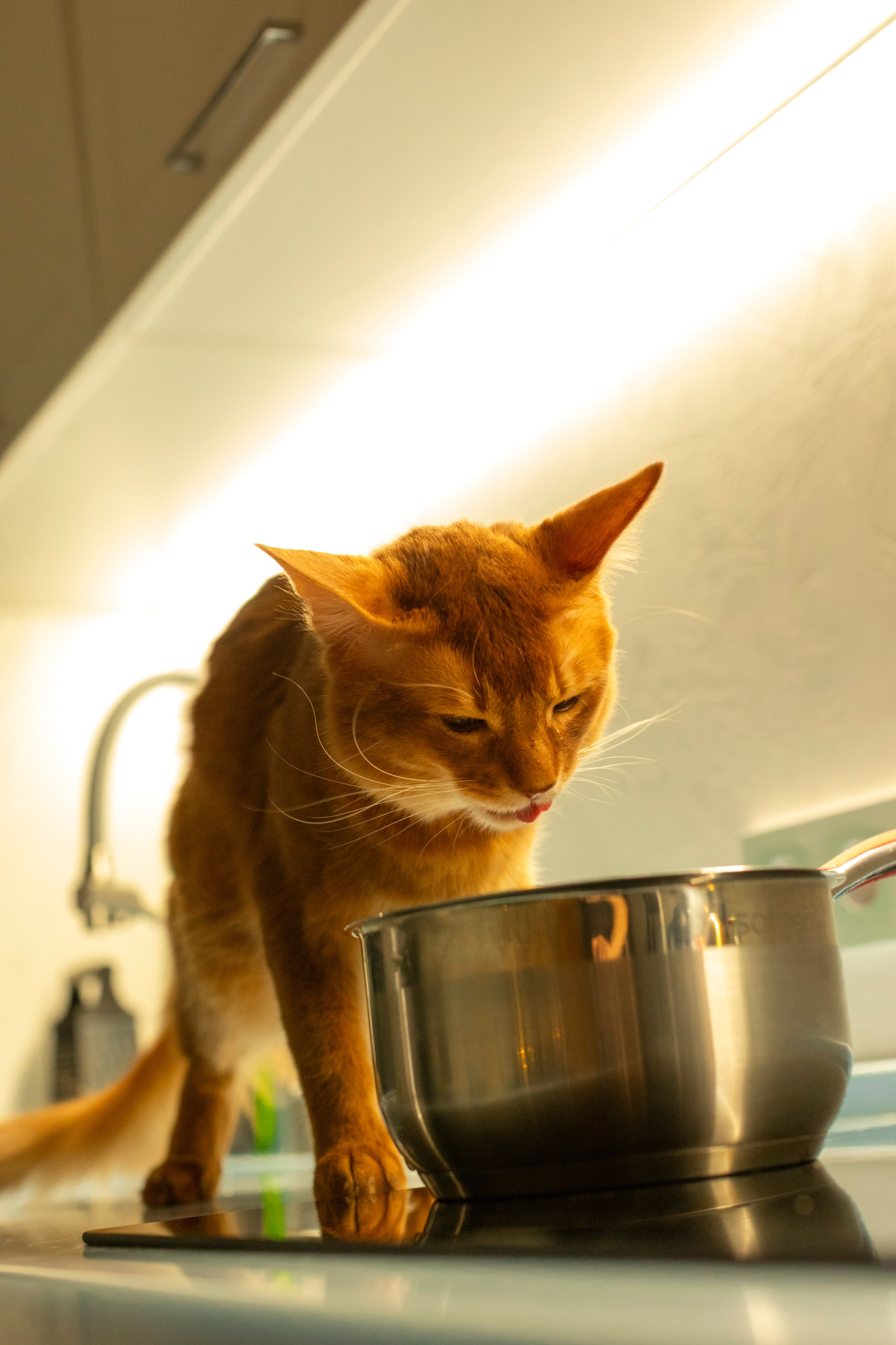 Сомали. Art my Pho