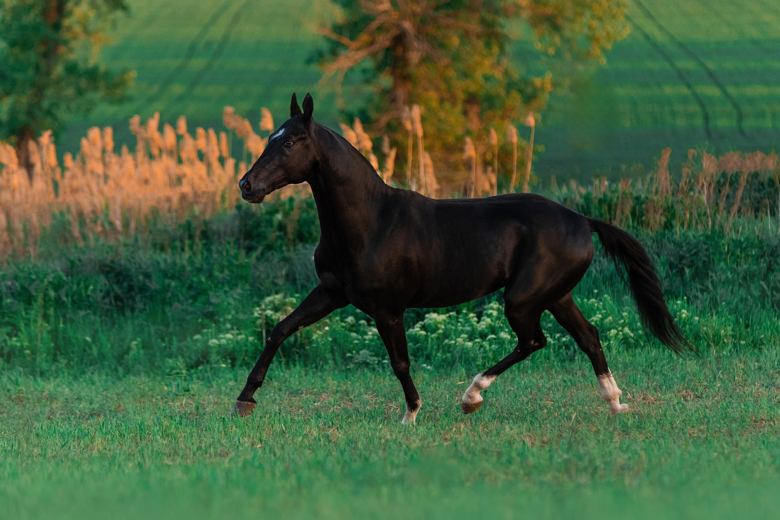 В движении. Фотограф-анималист Ксендзова Кристина