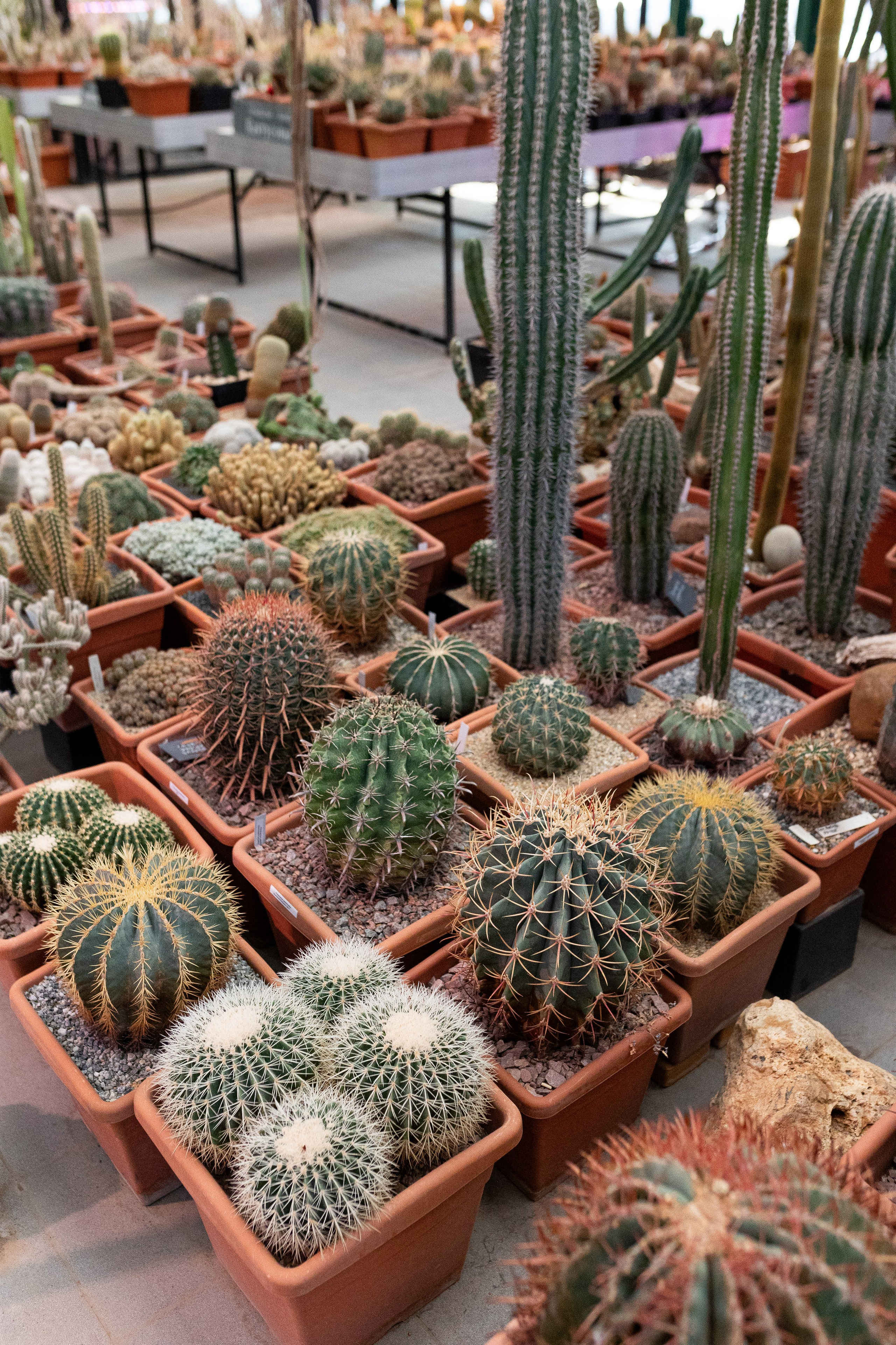 Аптекарский огород МГУ. Китай. Александра Куликова фотограф, Москва