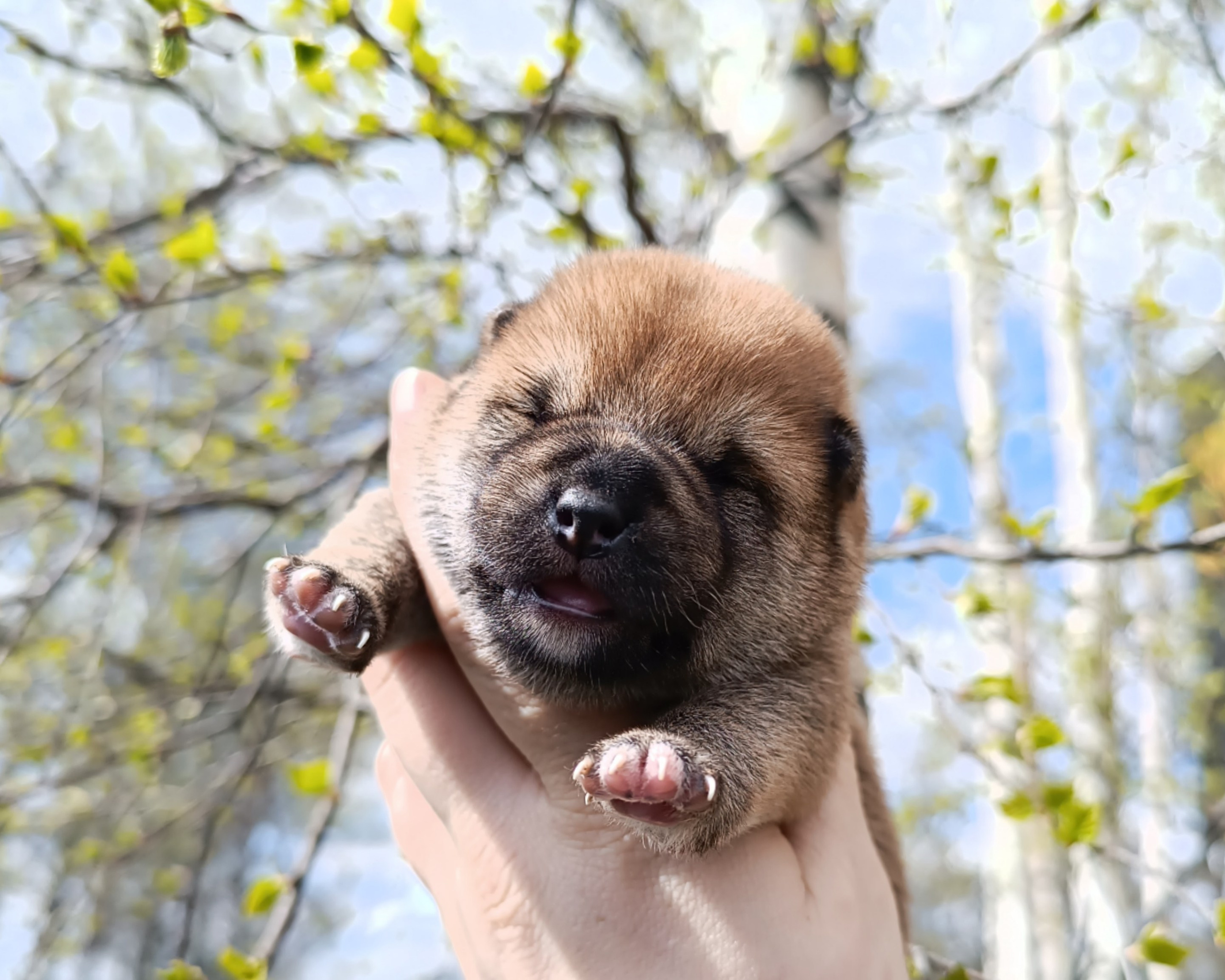 Сиба Rubylight Germes питомник Рубилайт