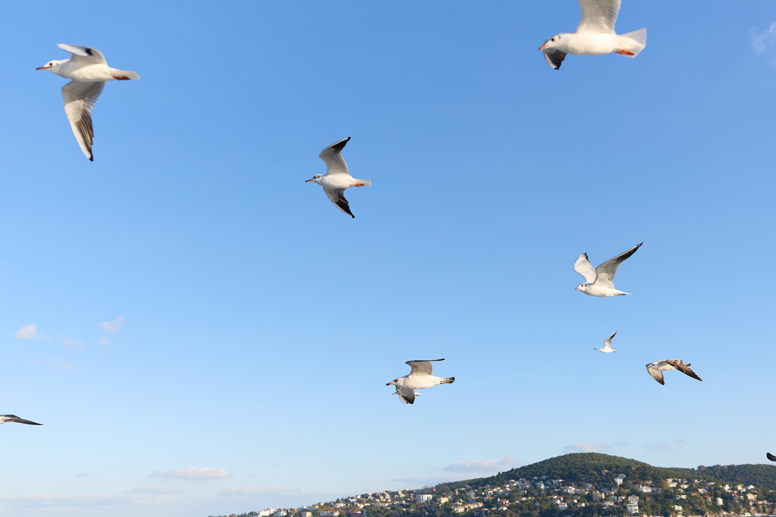 Стамбул 24. Фотограф Москва, Дима Пеллер