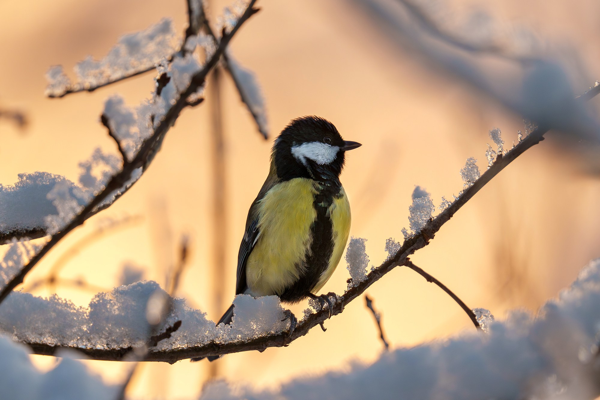 Удивительные мир птиц. Вокруг нас столько прекрасного — присмотритесь!. Ваш личный фотограф Марина Волкова