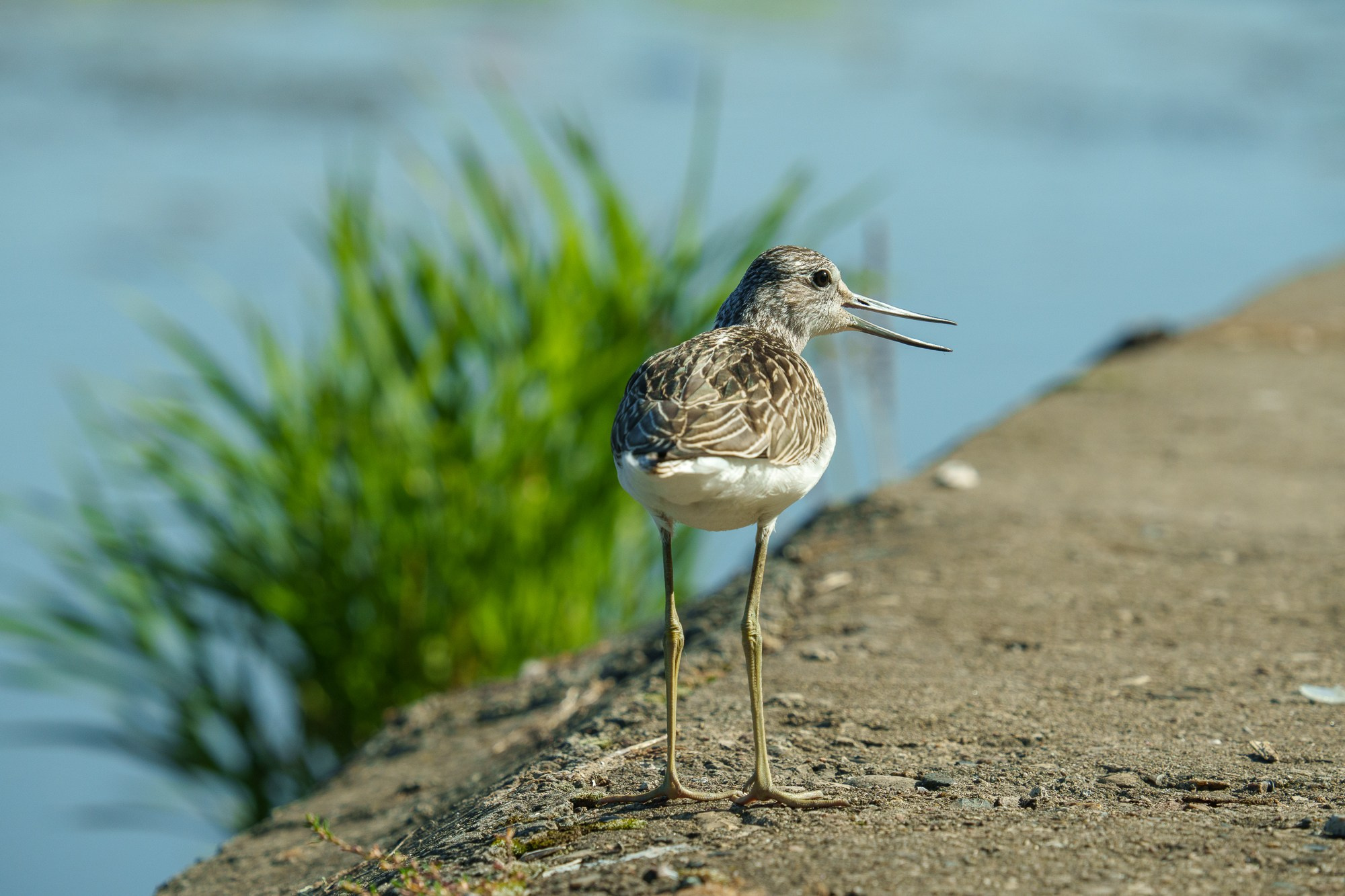 Удивительные мир птиц. Вокруг нас столько прекрасного — присмотритесь!. Ваш личный фотограф Марина Волкова