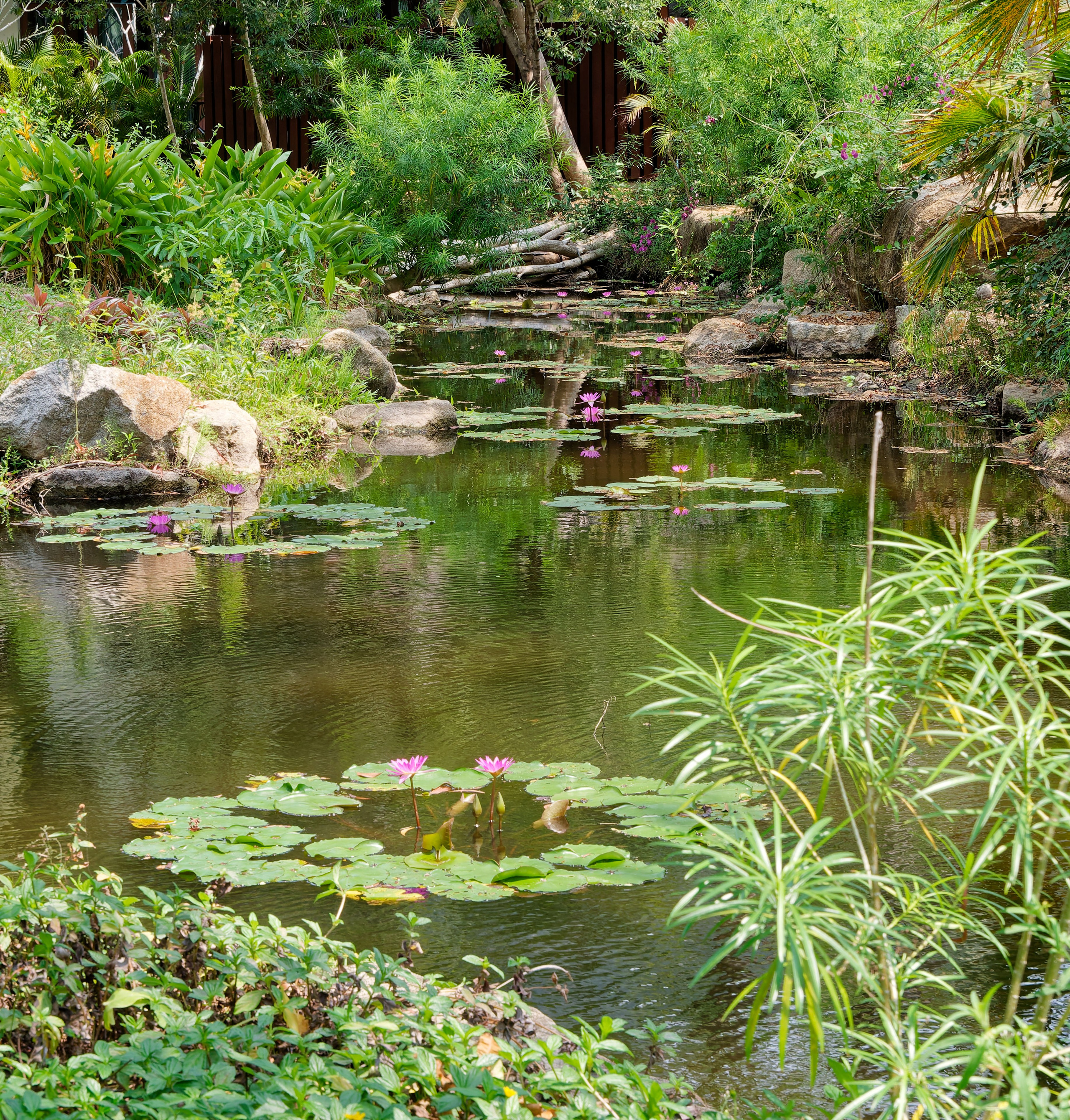 Хайнань 2026, Золотые рыбки в реке отеля. Фотопрогулки по Миру