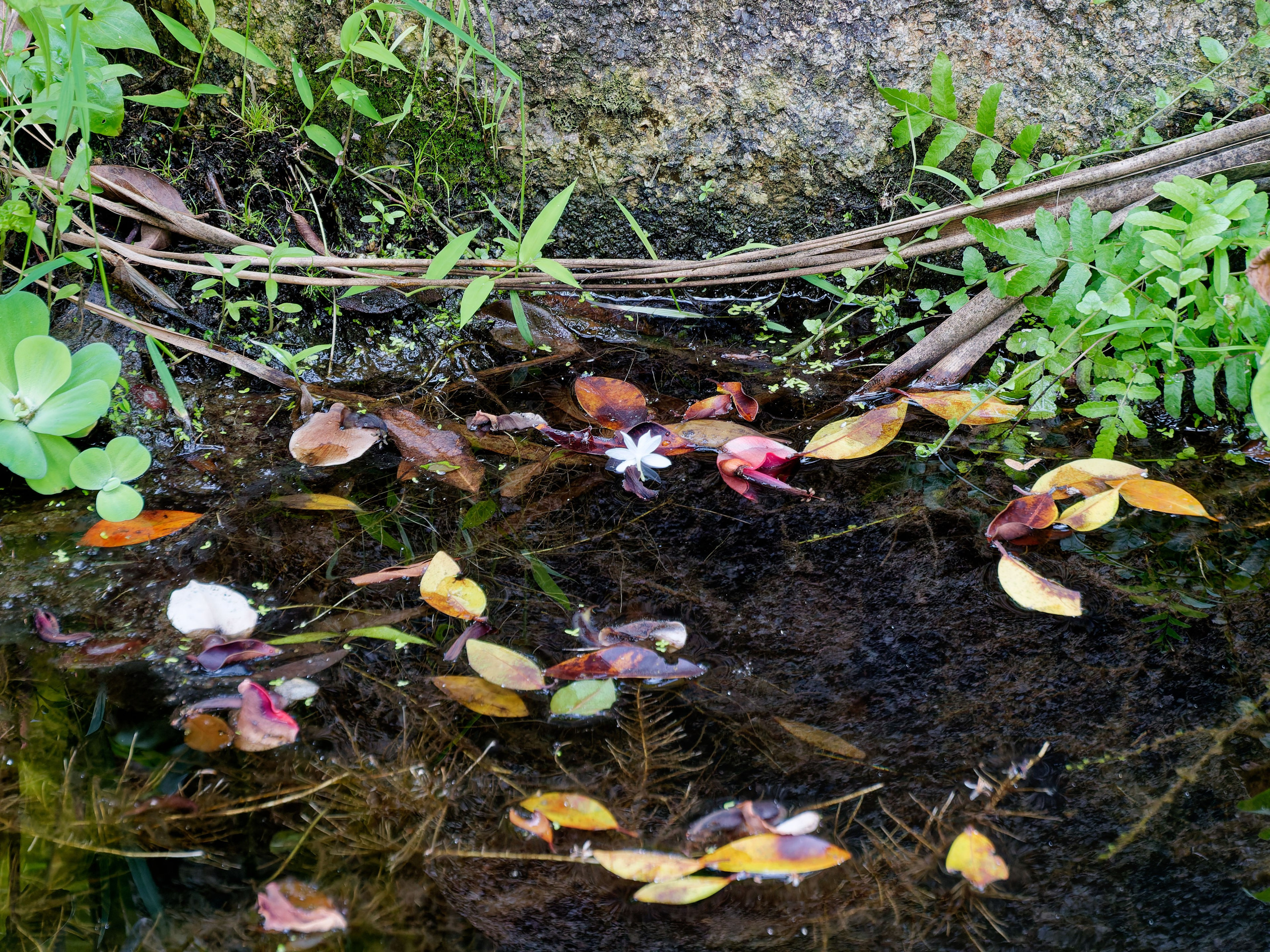 Хайнань 2026, отель «Stony Brook Villa Jianguo Resort Sanya 4*». Фотопрогулки по Миру