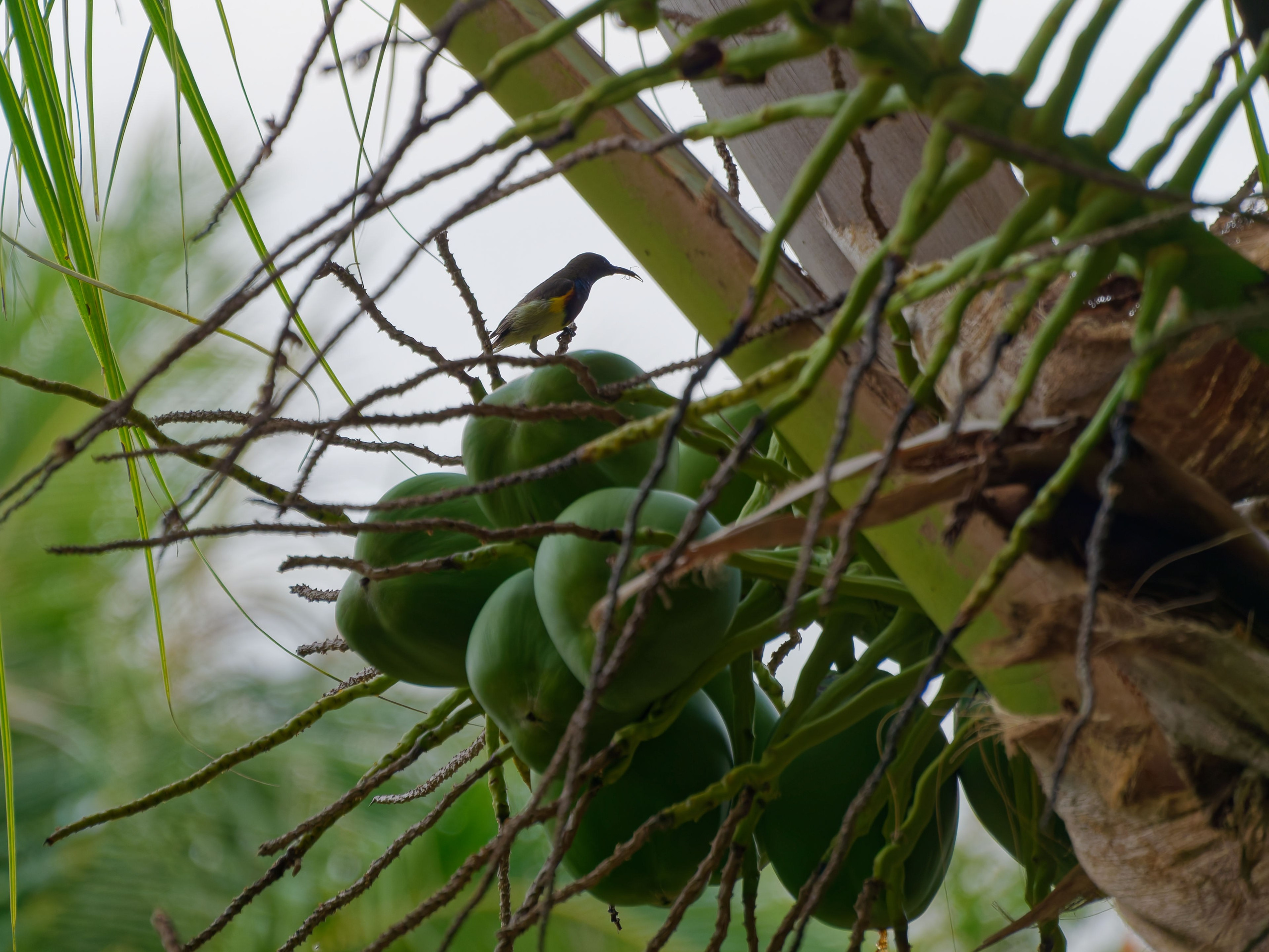 Хайнань 2026, птицы острова. Фотопрогулки по Миру