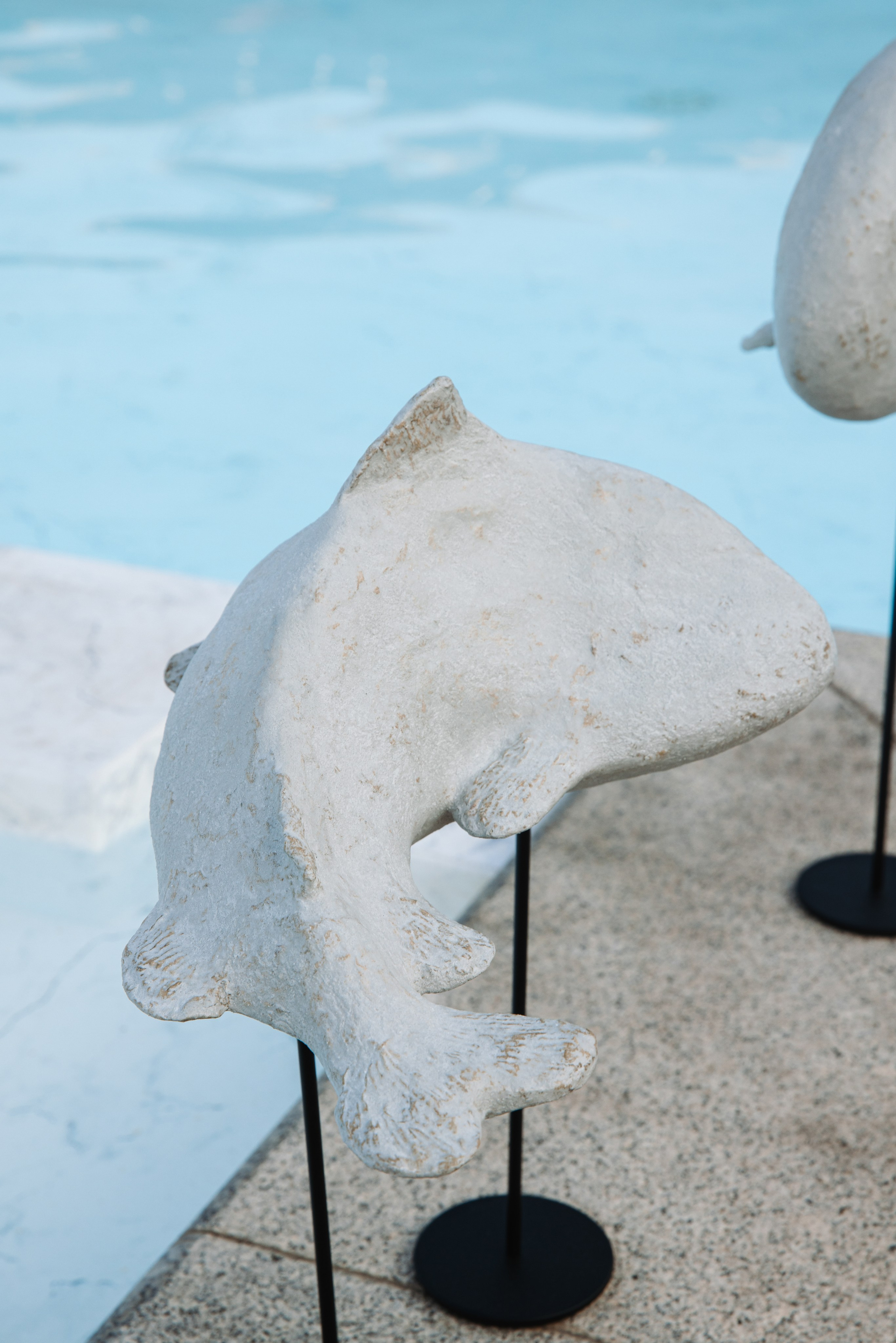 Kseniya Torgashina Designer. Фотограф на Юге России