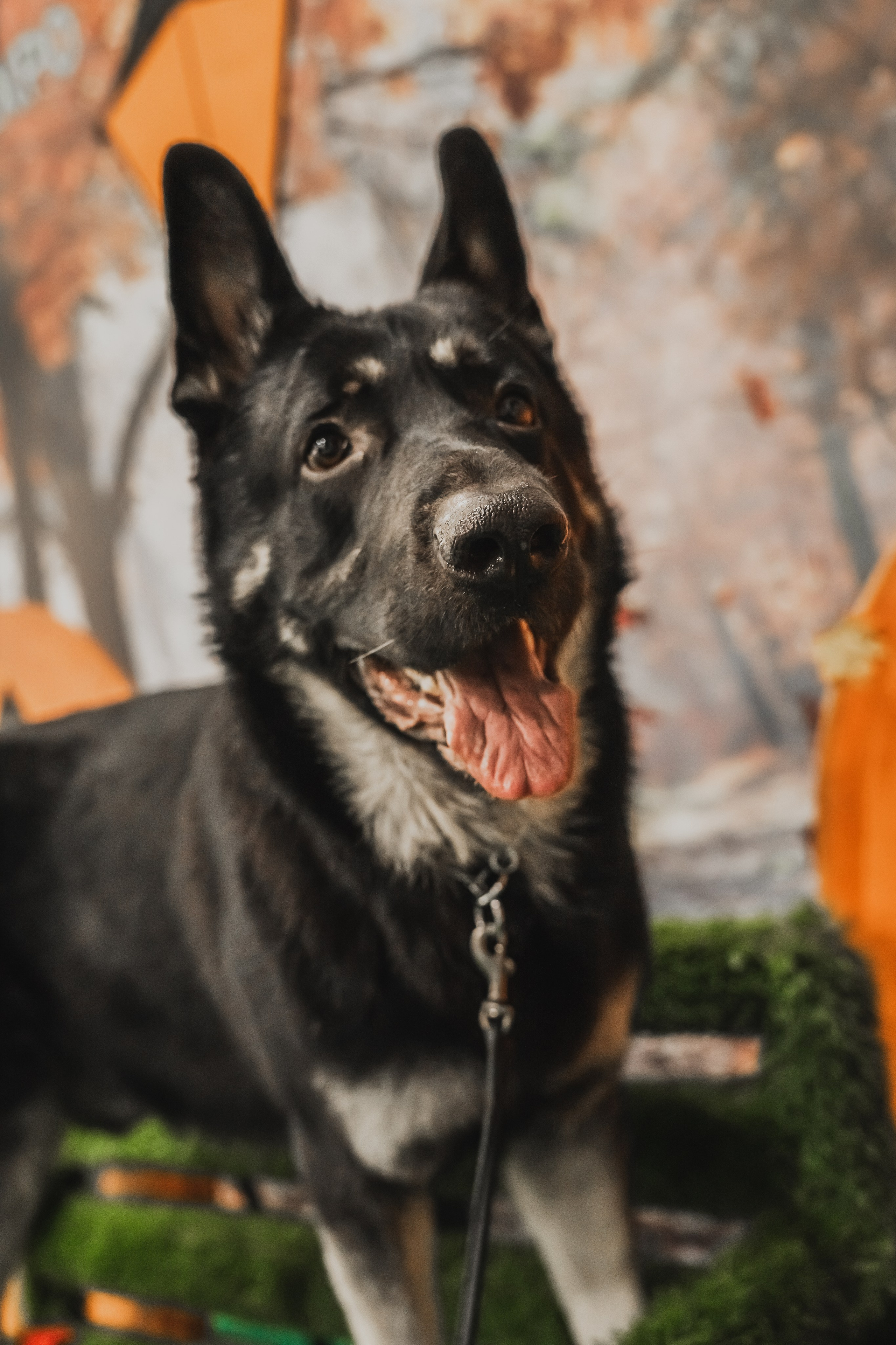 Международная выставка собак всех пород. Репортажный фотограф Анастасия Рубцова