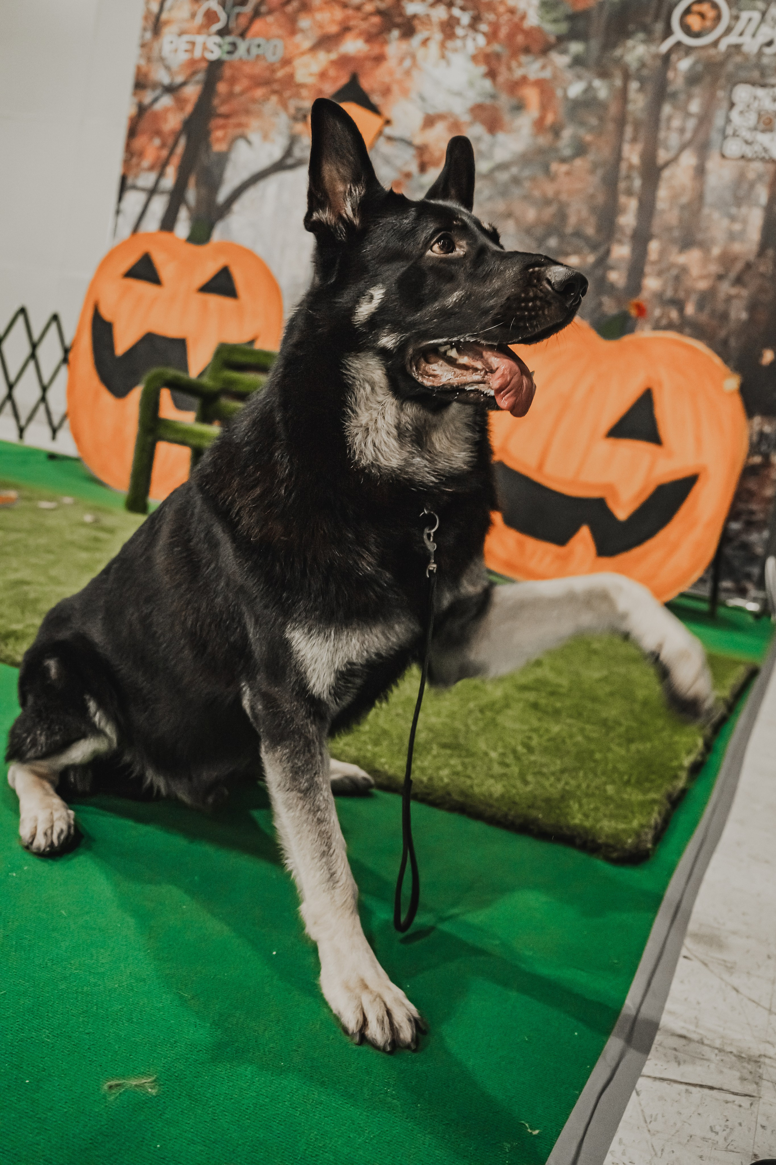 Международная выставка собак всех пород. Репортажный фотограф Анастасия Рубцова