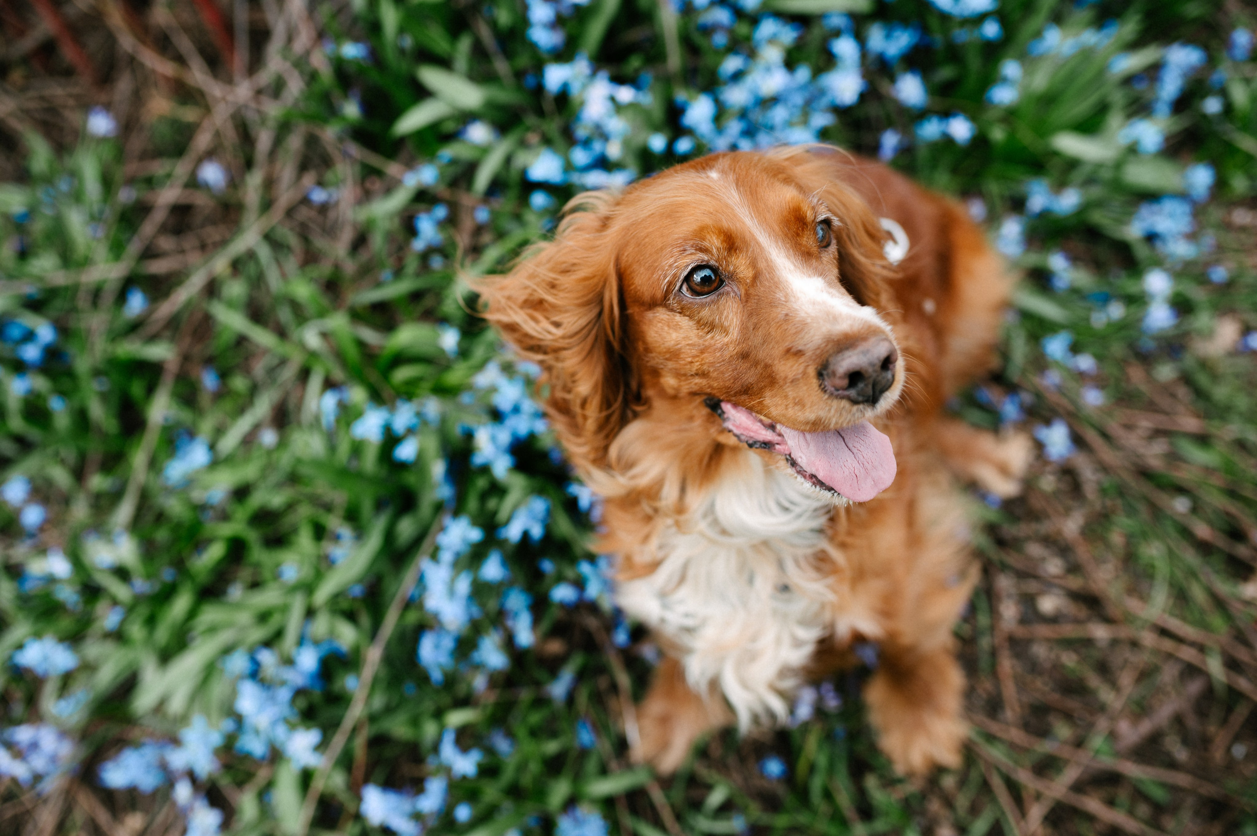 Рыжая команда. Фотограф анималист в Москве Ольга Агушева