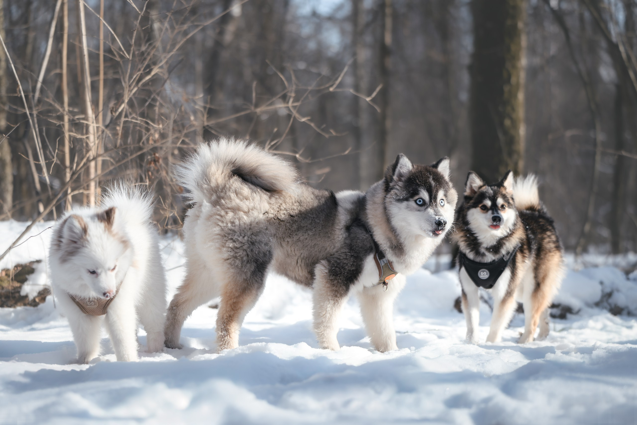 Виктория и 4 помски. Фотограф Анималист в Москве Анастасия Жучкова