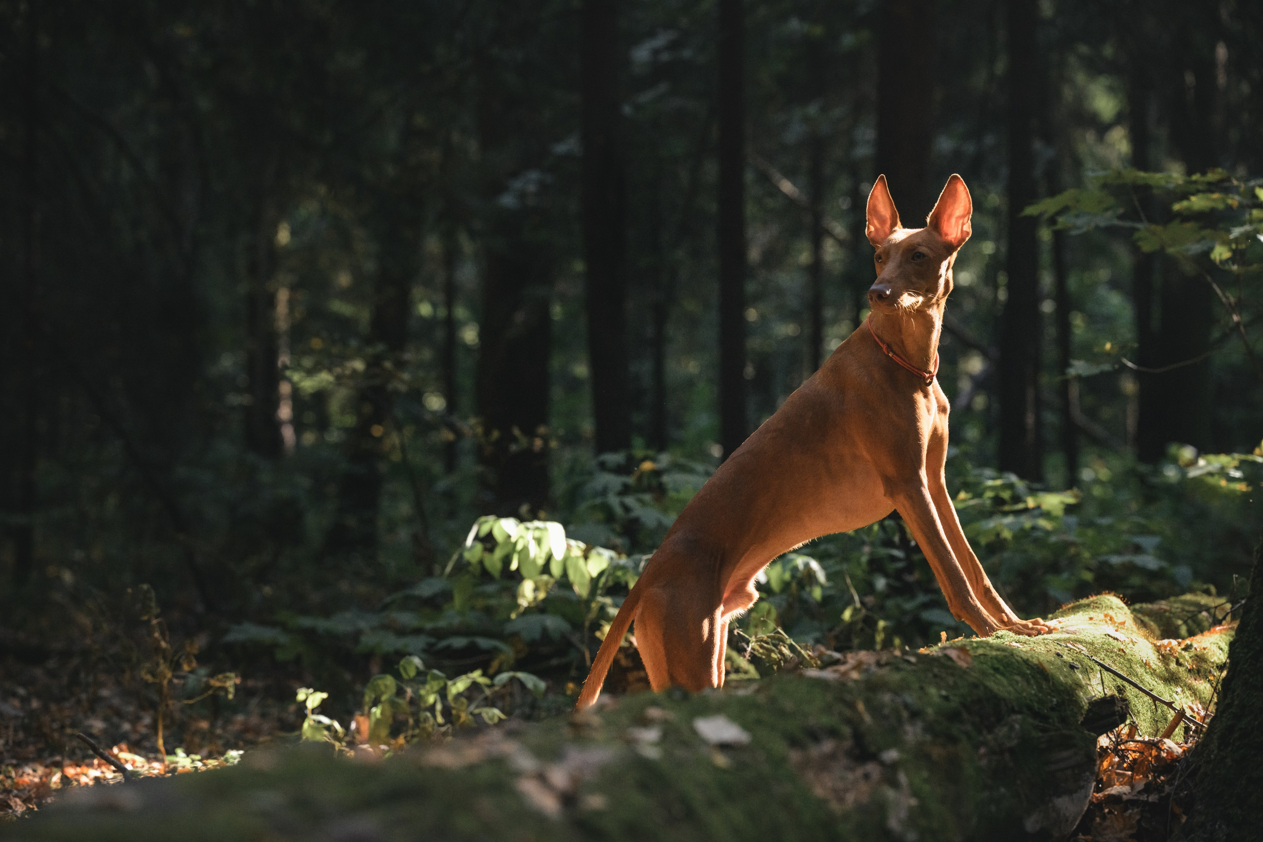 Чирнеко. Лесная прогулка. Фотограф Анималист в Москве Анастасия Жучкова