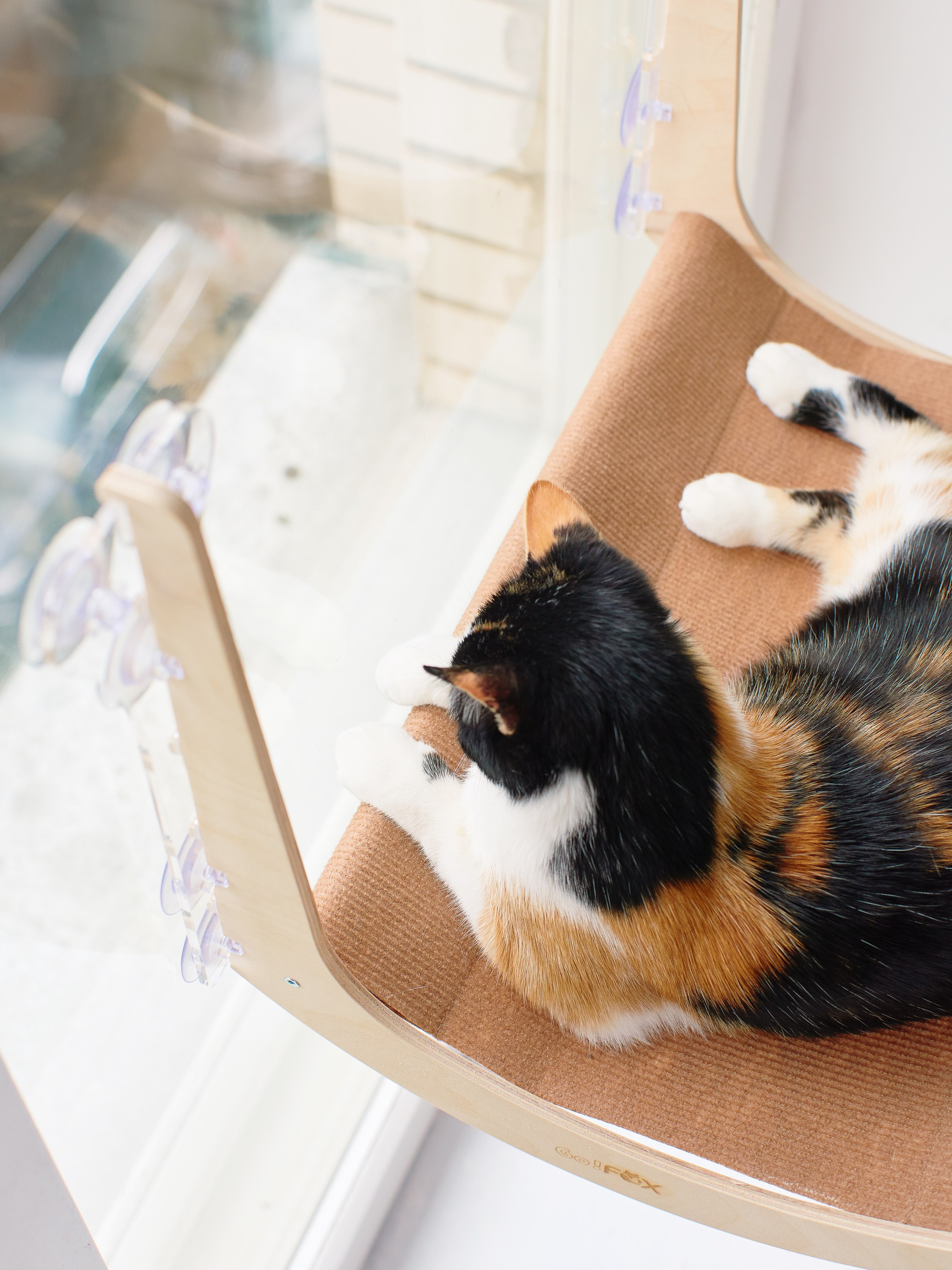 Товары для животных. Предметный фотограф, инфографика и видео в Санкт-Петербурге