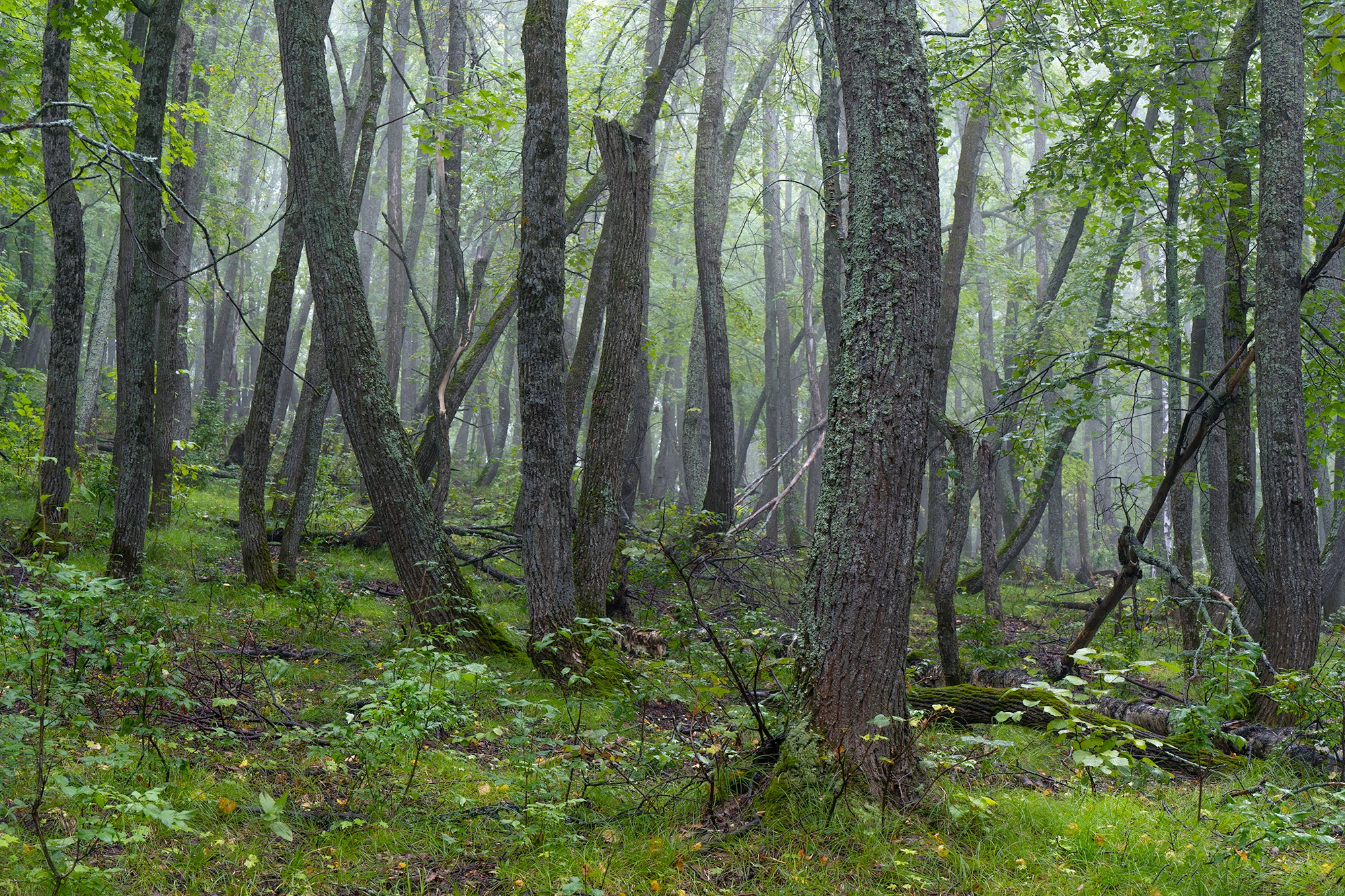Лето, лес, деревья…. Пейзажный фотограф Руслан Лукманов