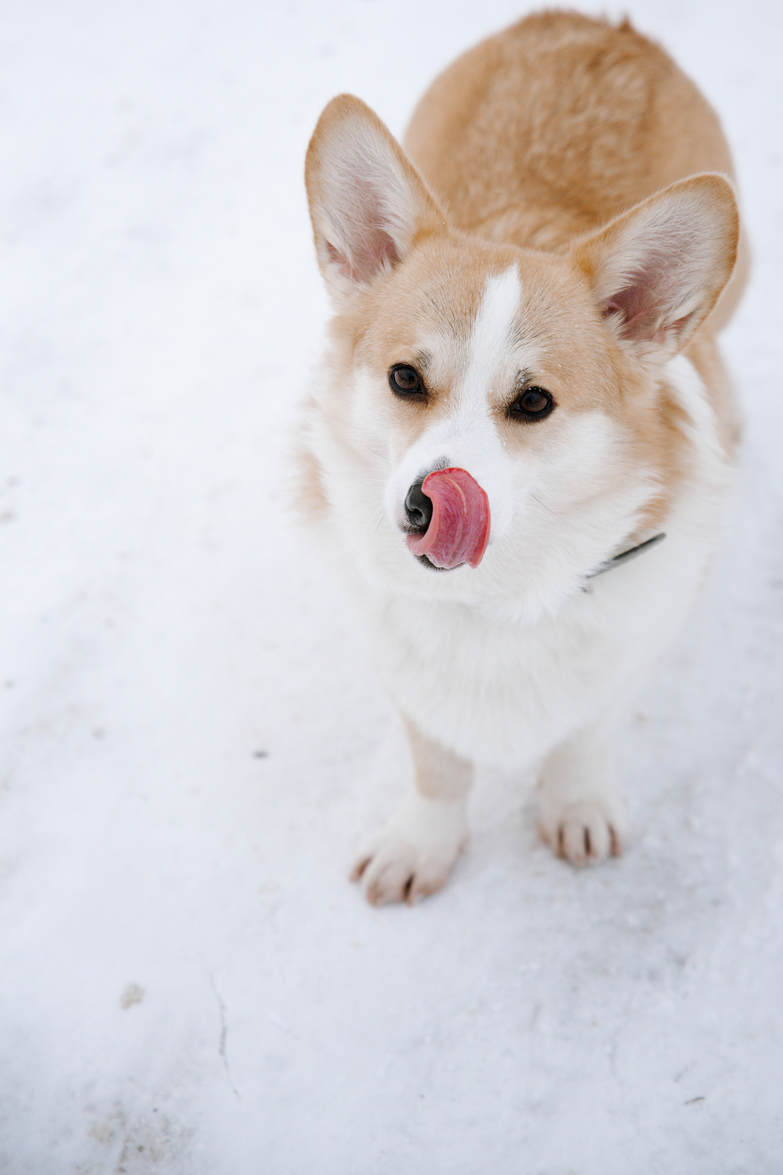 Питомцы. Семейный фотограф | Керчь | Ивановская Виктория