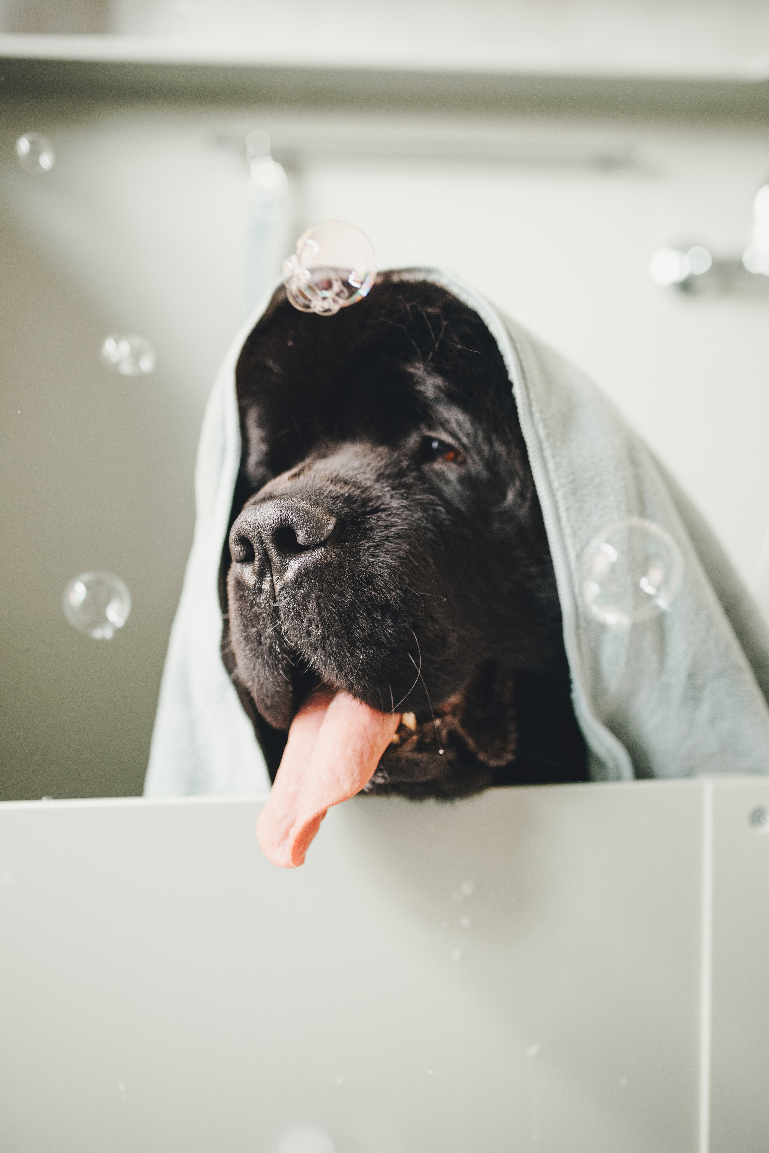 Груминг-салон. Фотограф анималист Осипчикова Мария