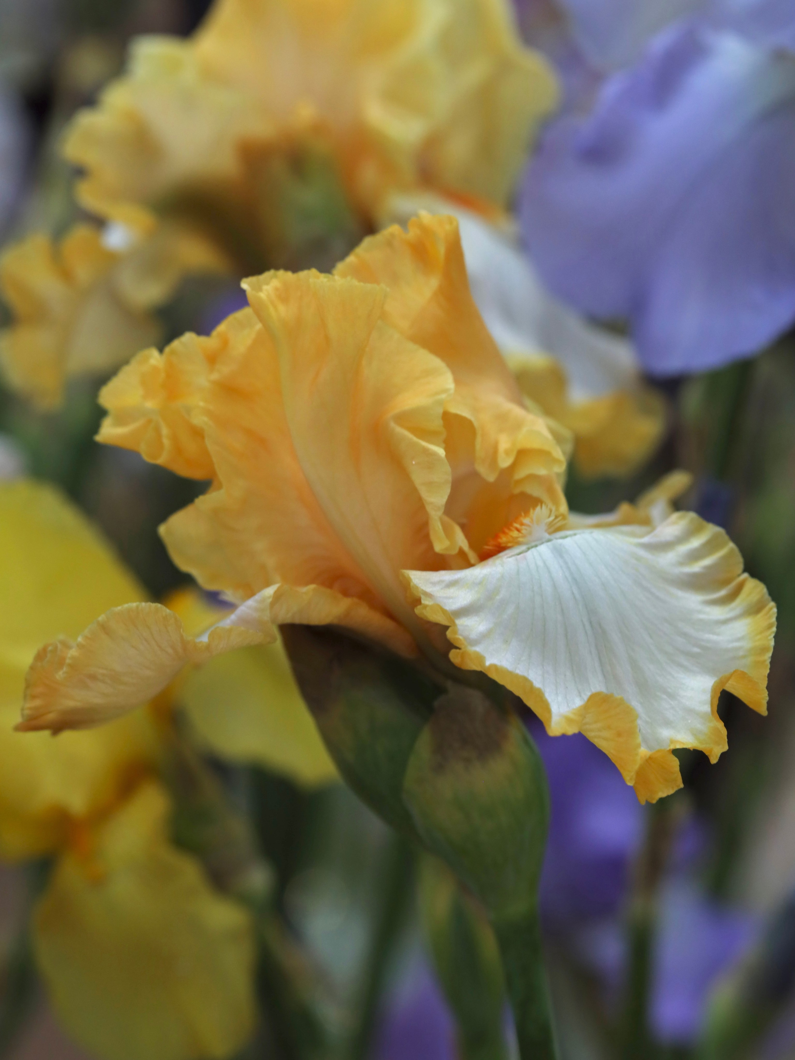 Фестиваль пионов и ирисов в Аптекарском огороде — июнь 2023. Фотосессии и репортаж — Фотограф в Москве — Рина Серёгина