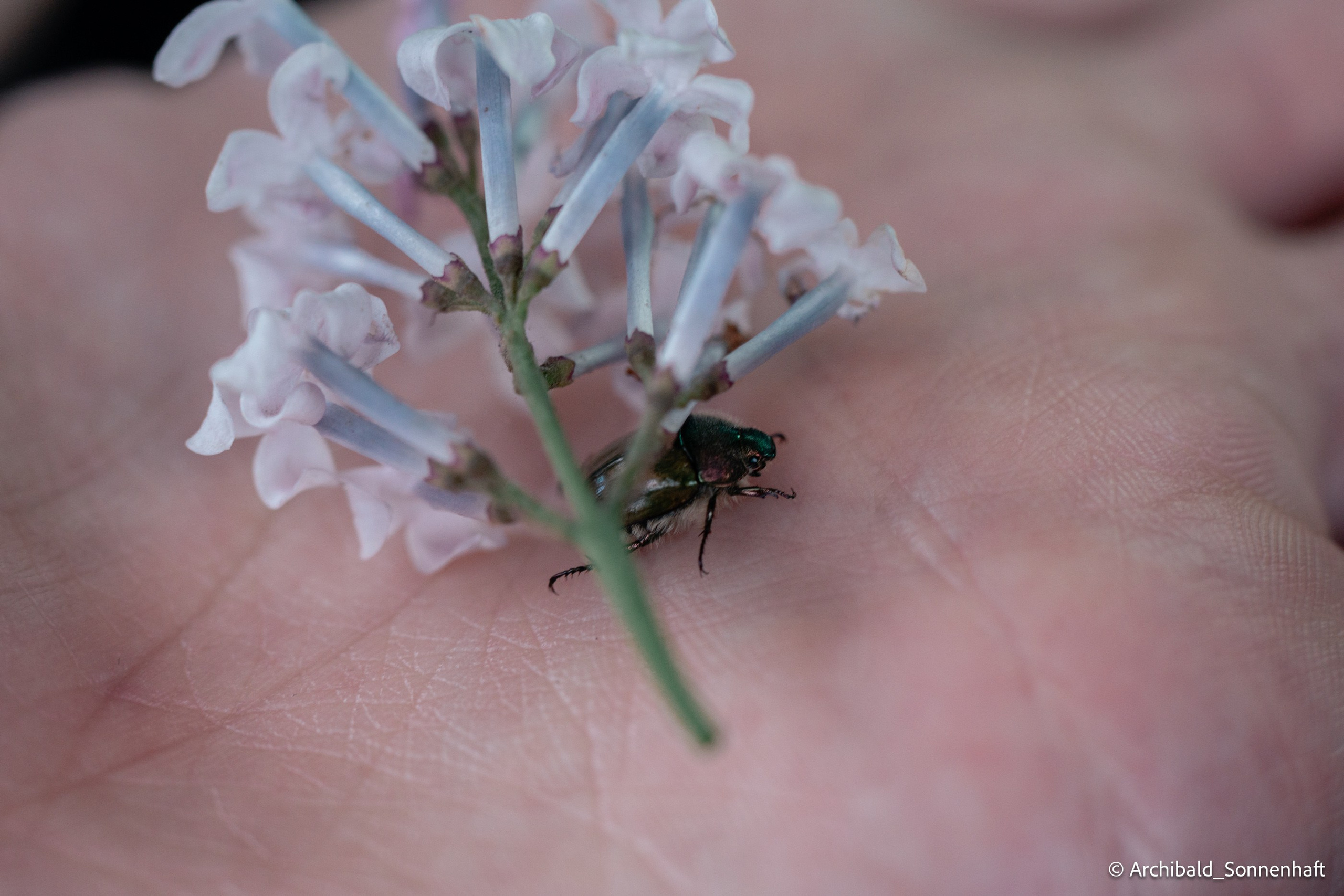 Auto-trip to Datong, Camp. Photographer in Guangzhou, China. Archibald Sonnenhaft