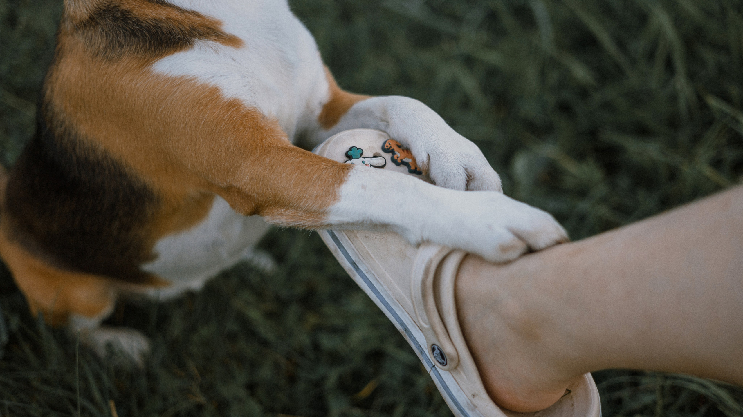 Лиза и Сара. Фотограф-анималист Богданова Полина
