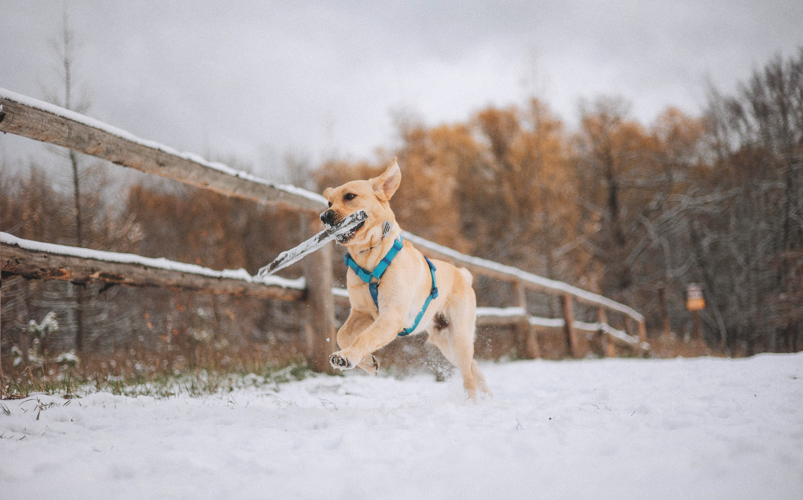 Маргарита и Варди. Фотограф-анималист Богданова Полина
